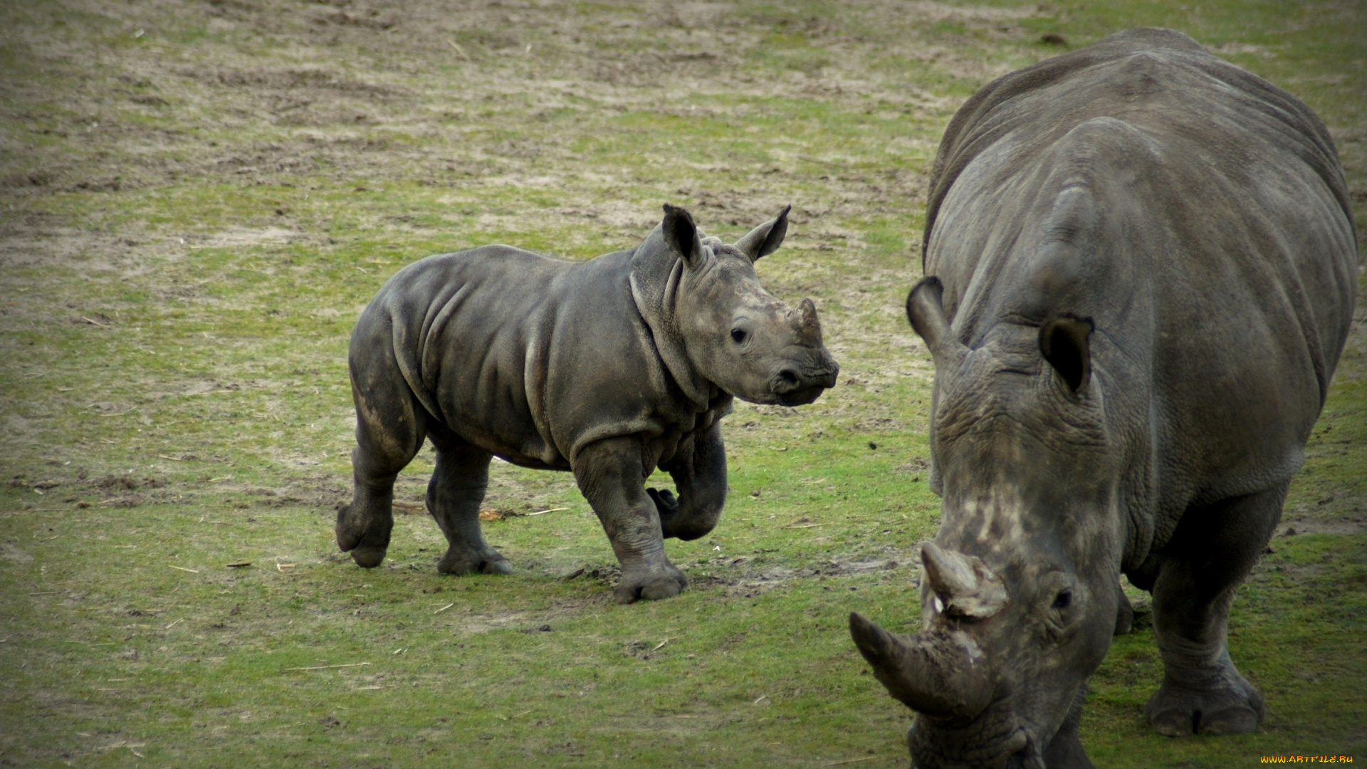 животные, носороги, мама, малыш, рог