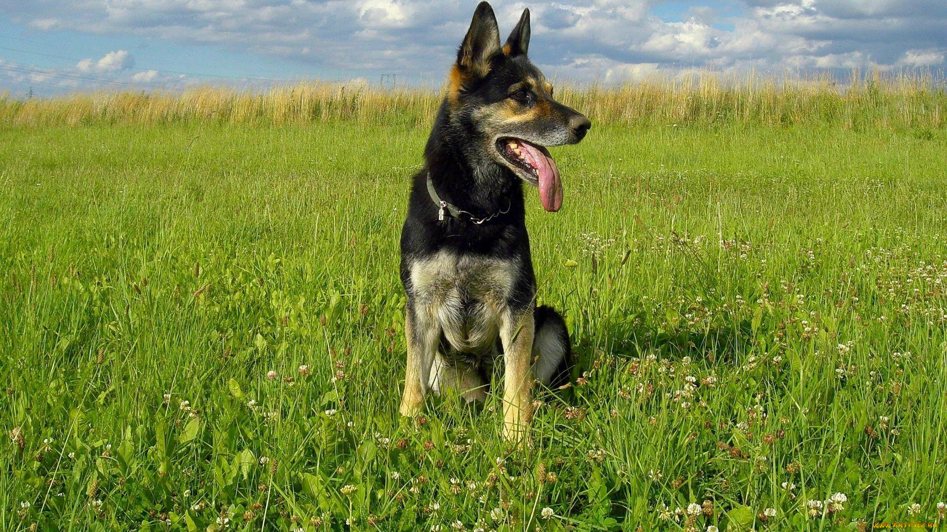 животные, собаки, овчарка