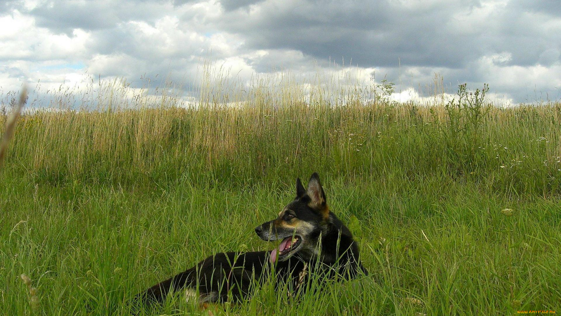 животные, собаки, овчарка