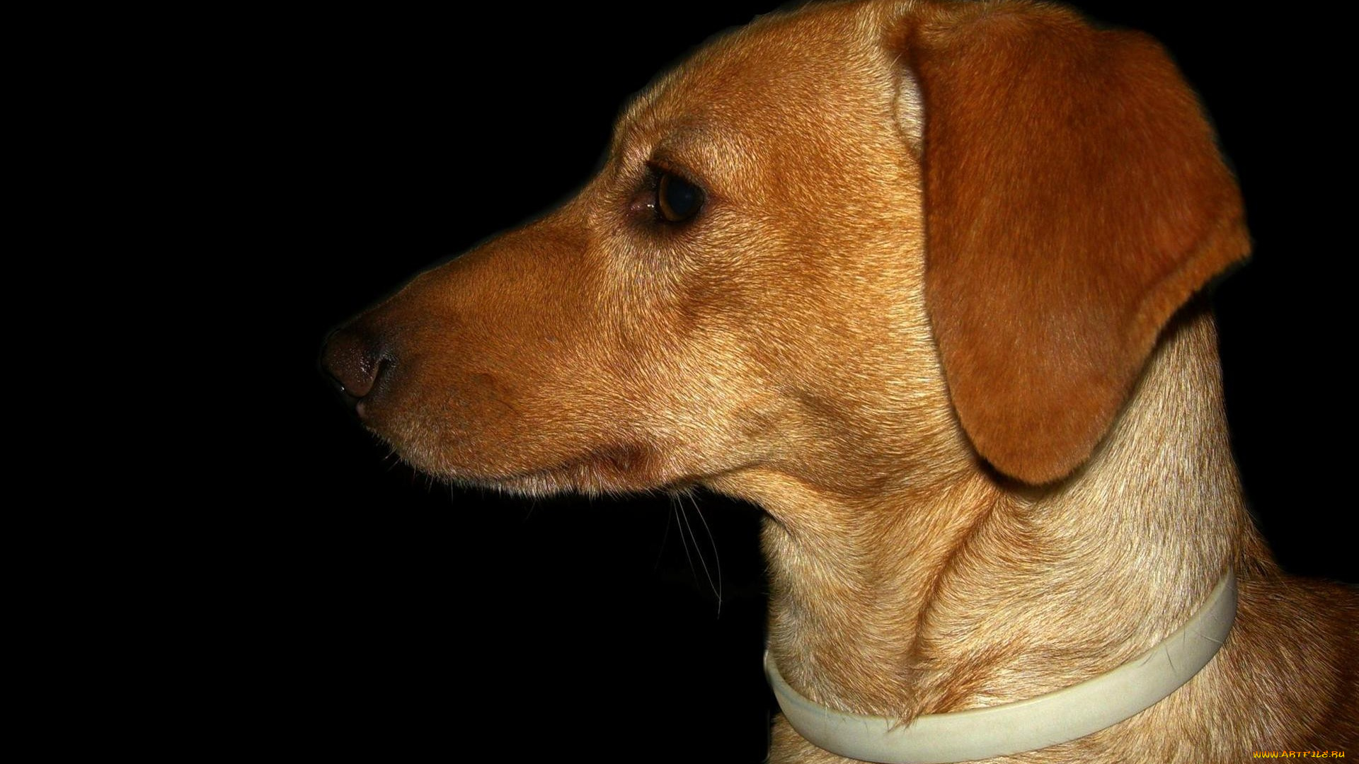 животные, собаки, профиль