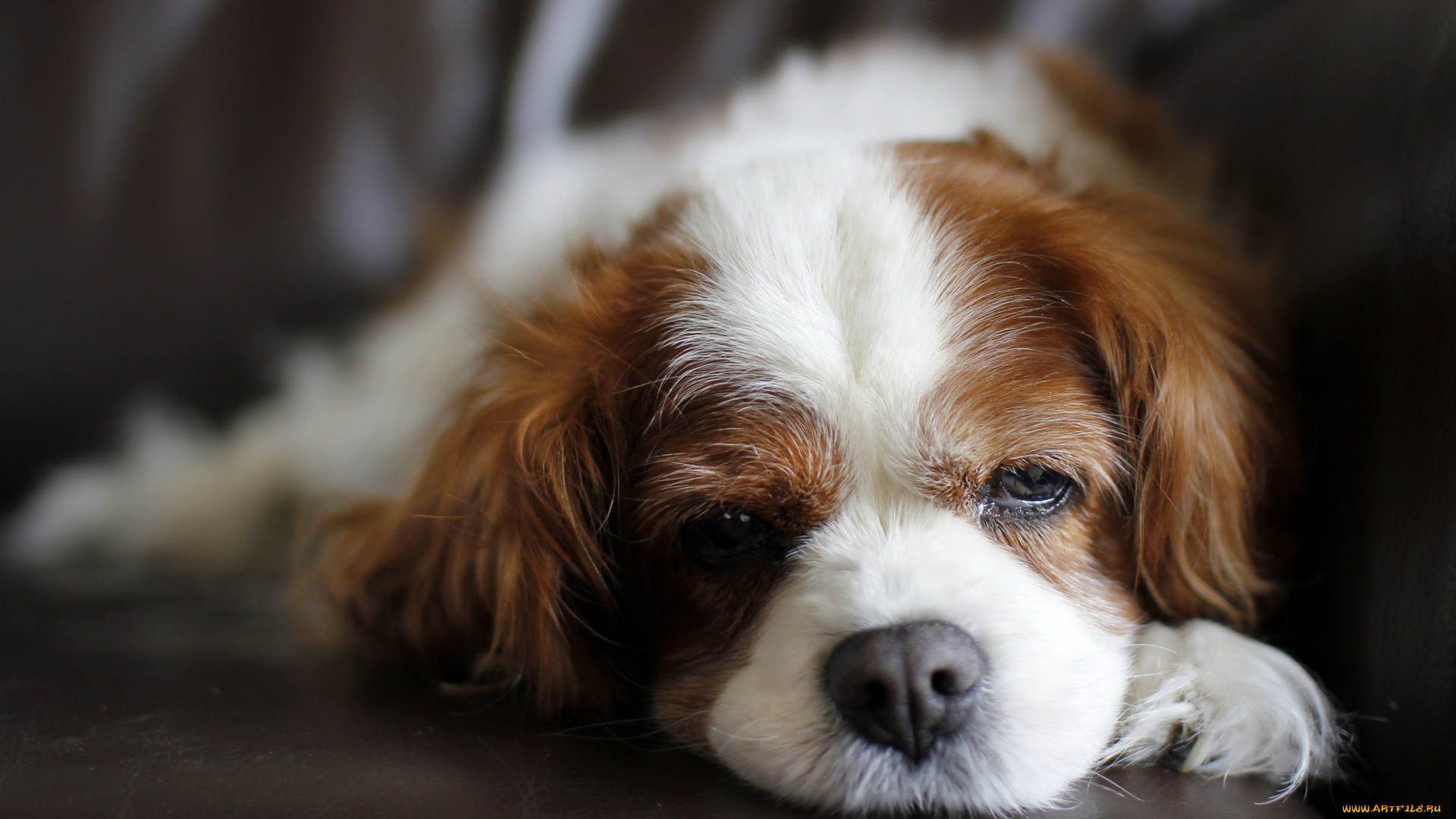 животные, собаки, спаниель, грустный