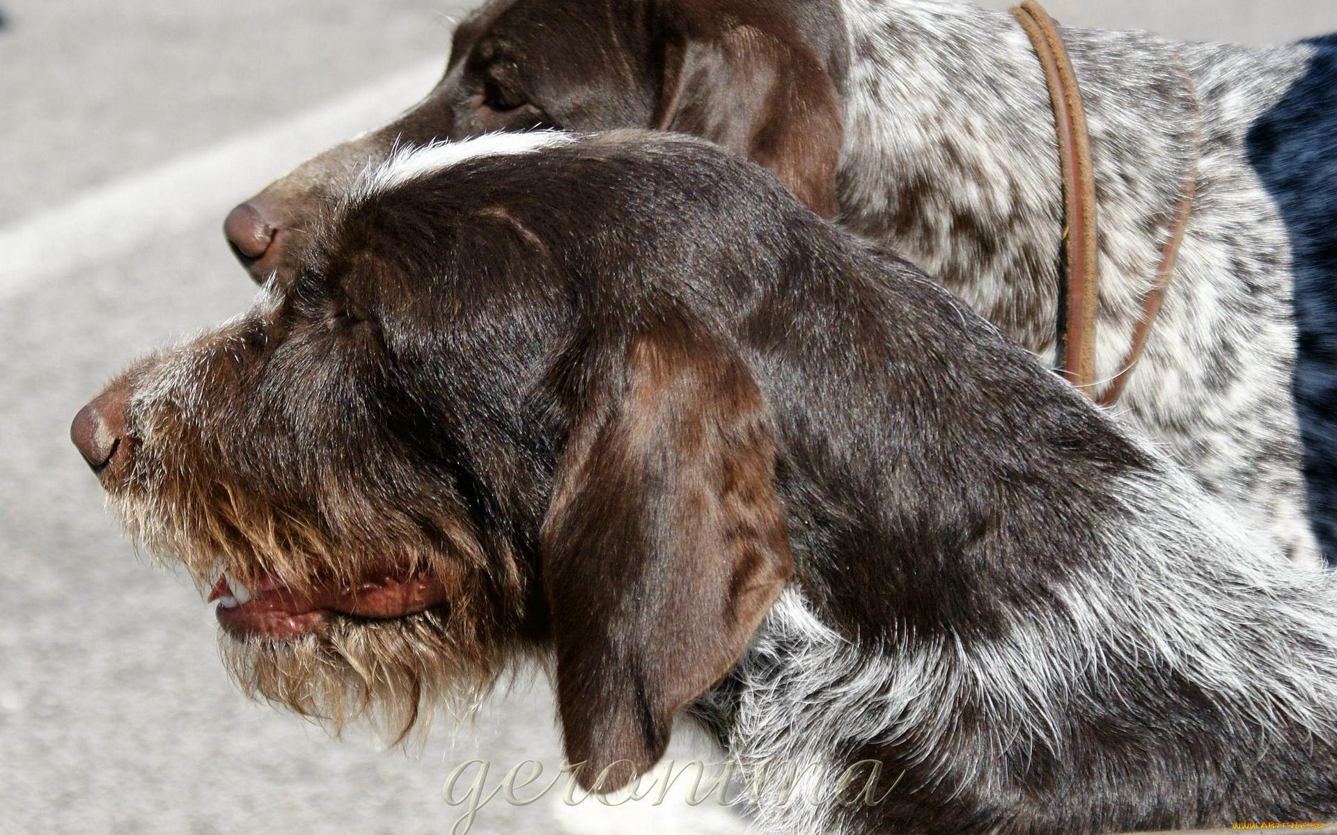 автор, geronima, животные, собаки, охотничьи