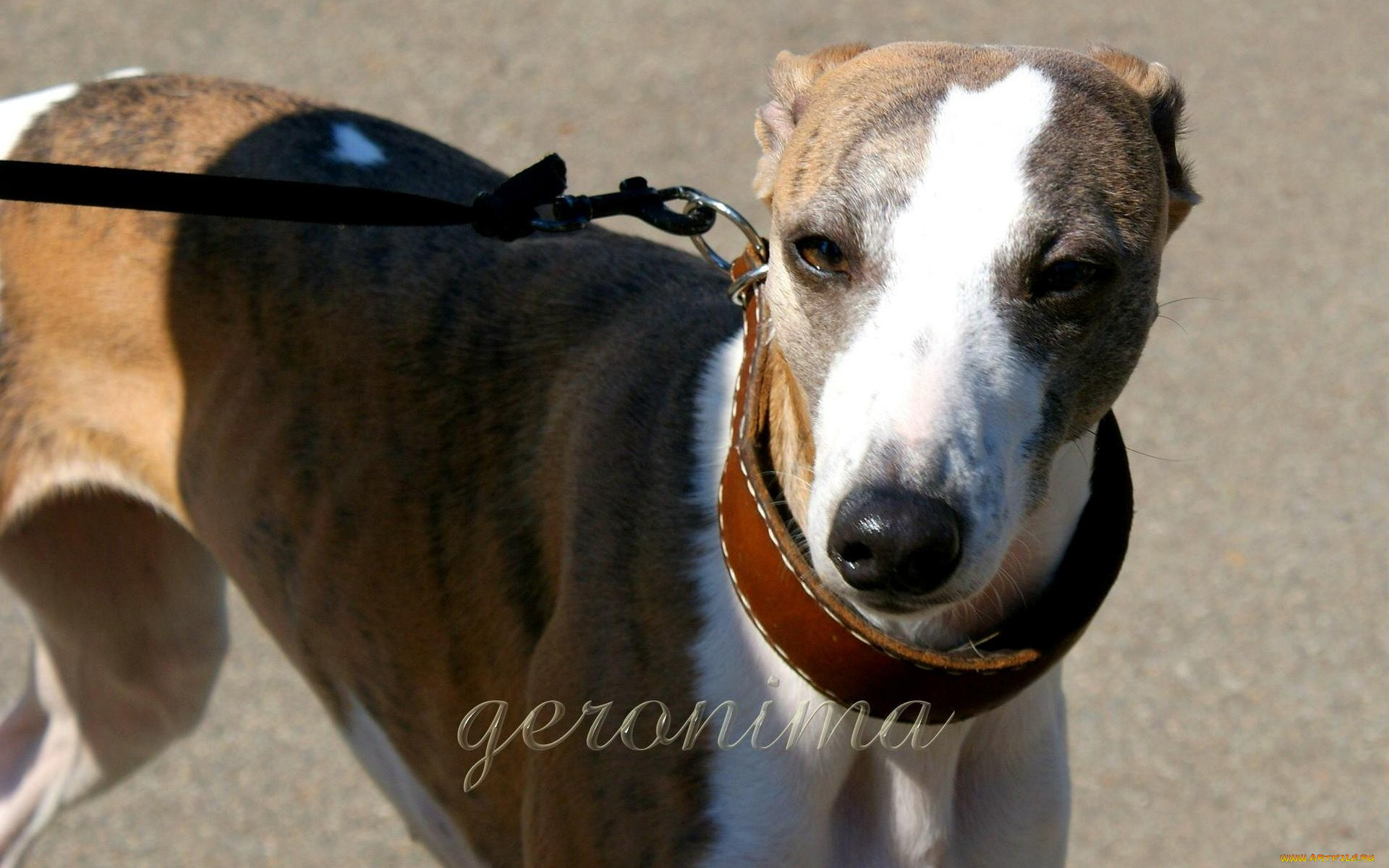 автор, geronima, животные, собаки, whippet