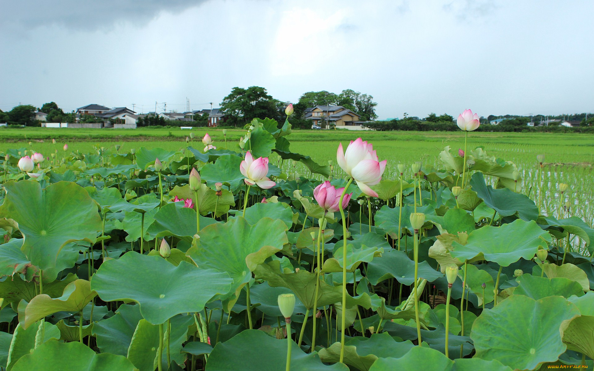 цветы, лотосы