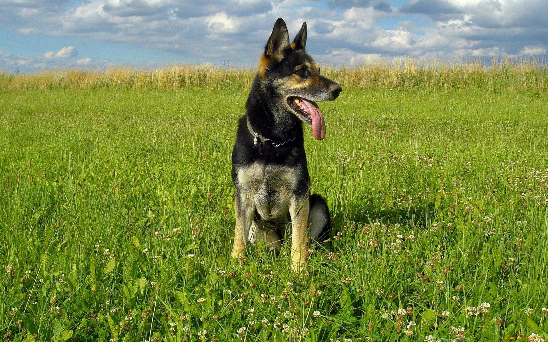 животные, собаки, овчарка