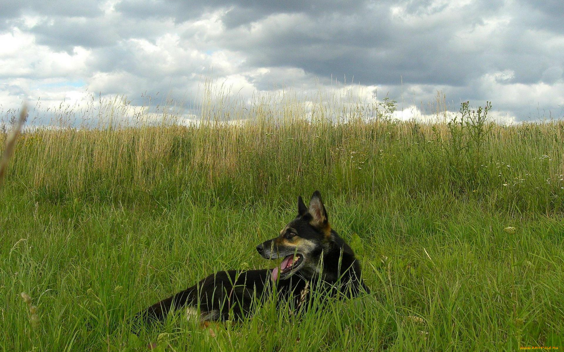 животные, собаки, овчарка