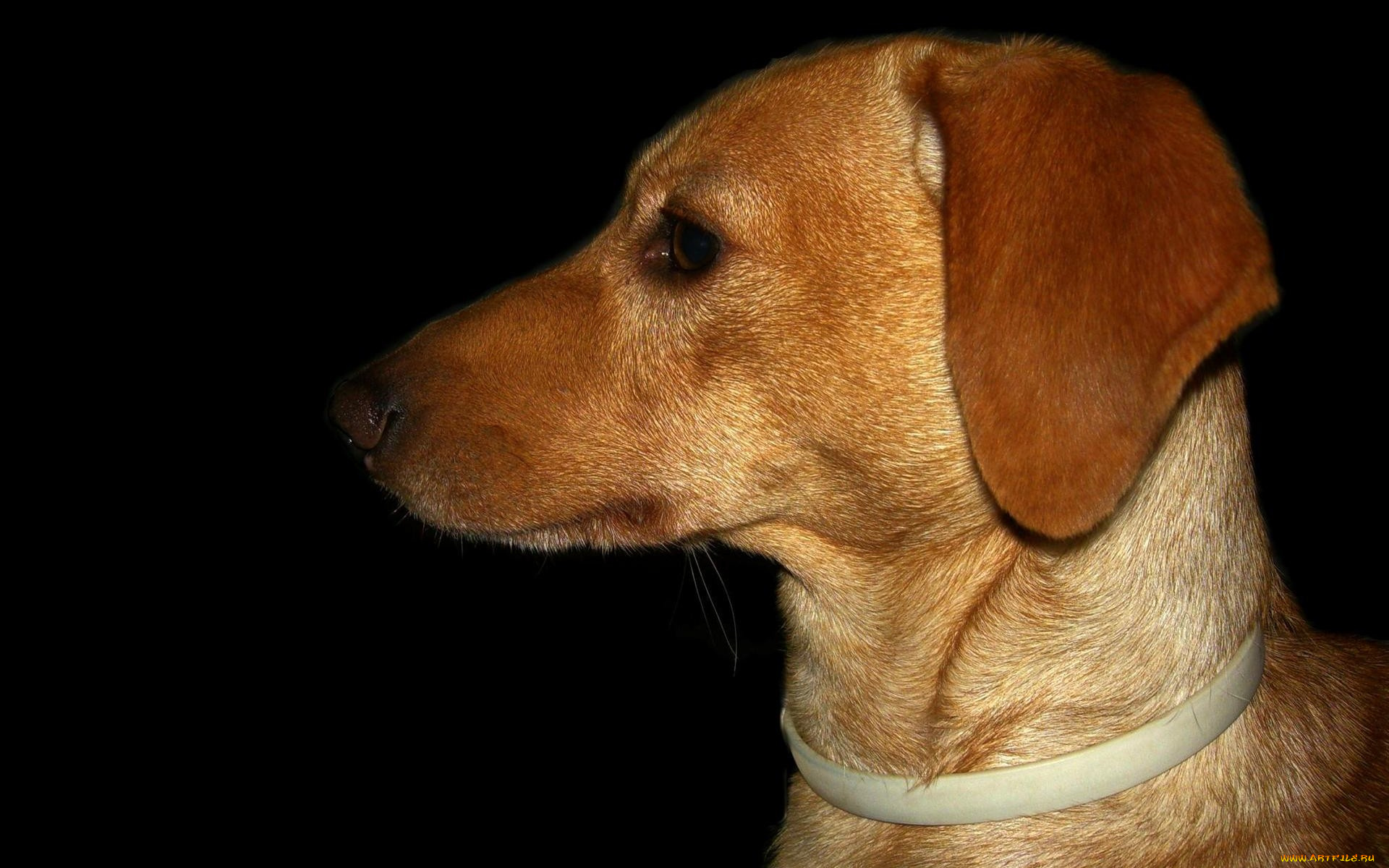 животные, собаки, профиль