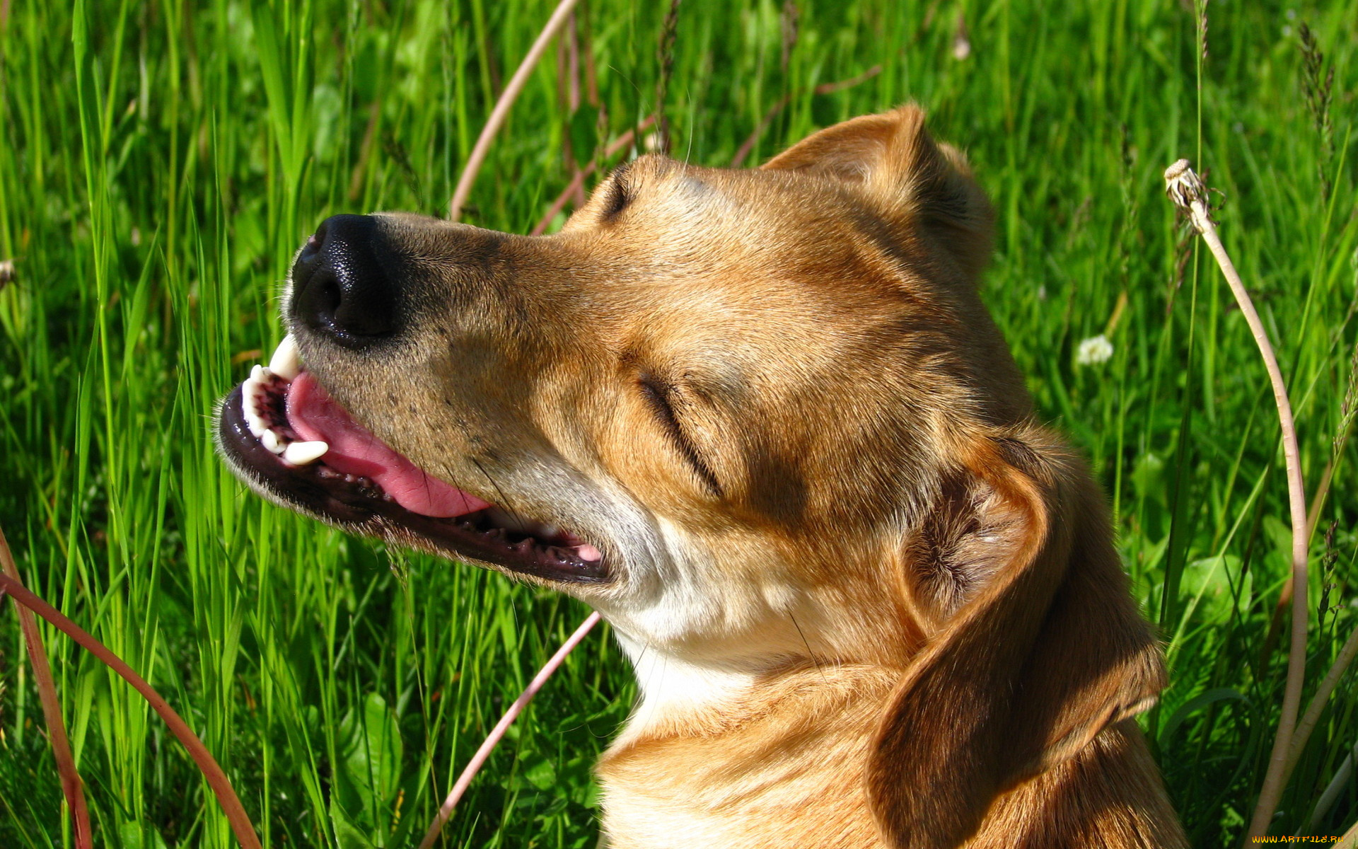 животные, собаки, в, траве