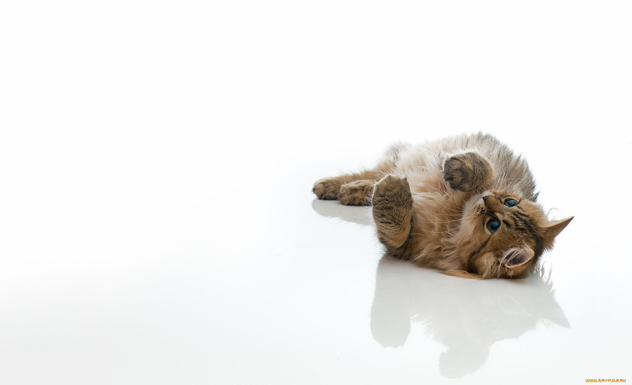 животные, коты, котёнок