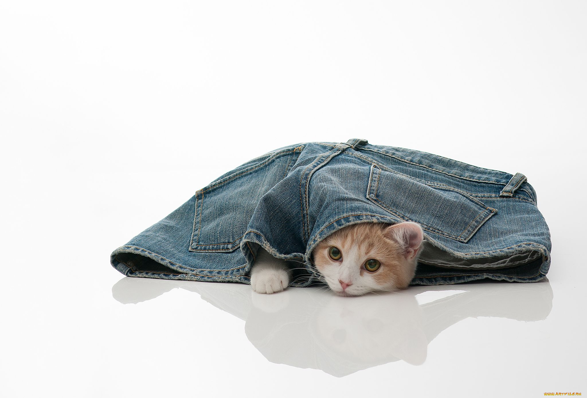 животные, коты, котёнок