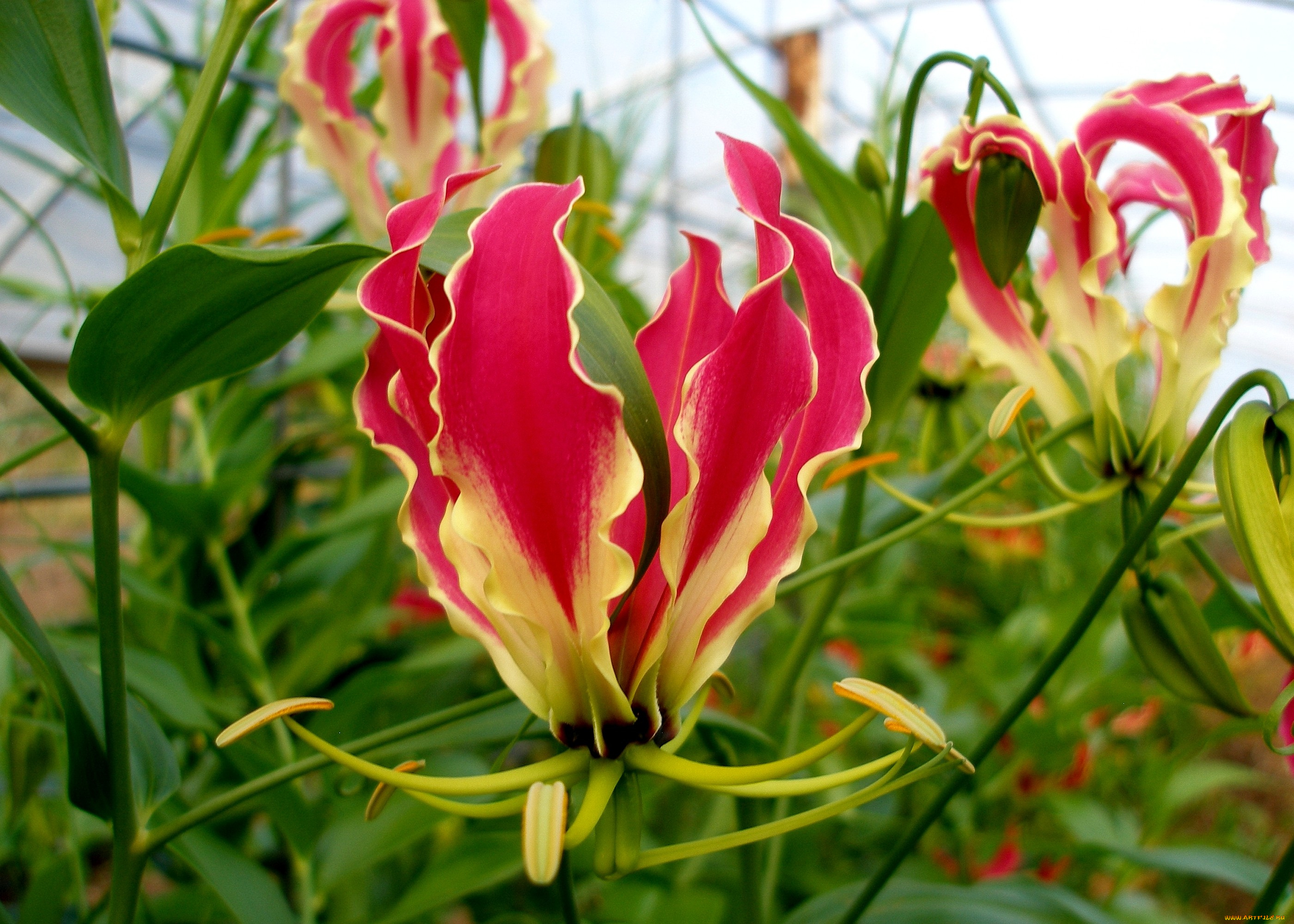 цветы, глориоза, лепестки, красный