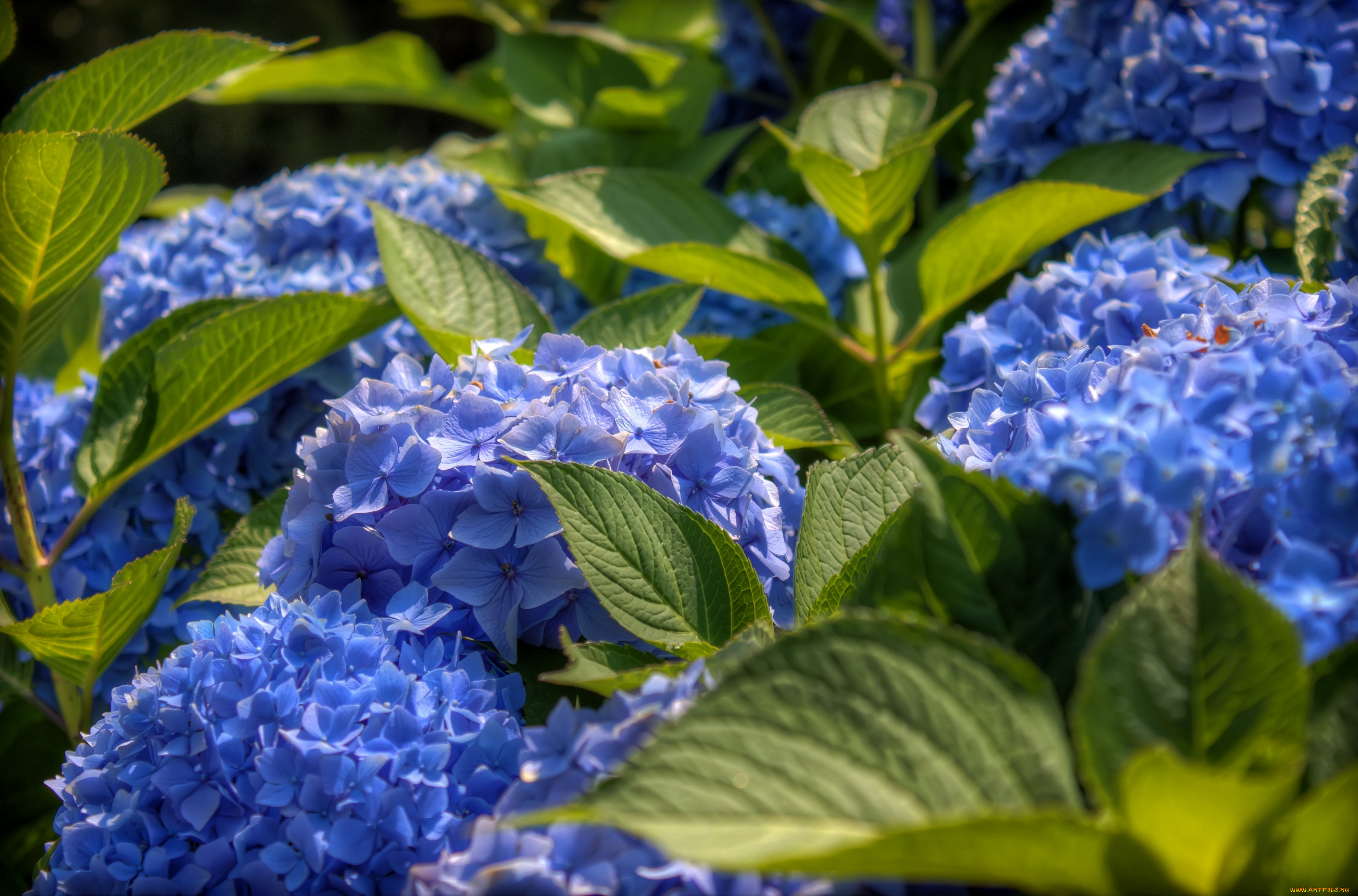 цветы, гортензия, синий