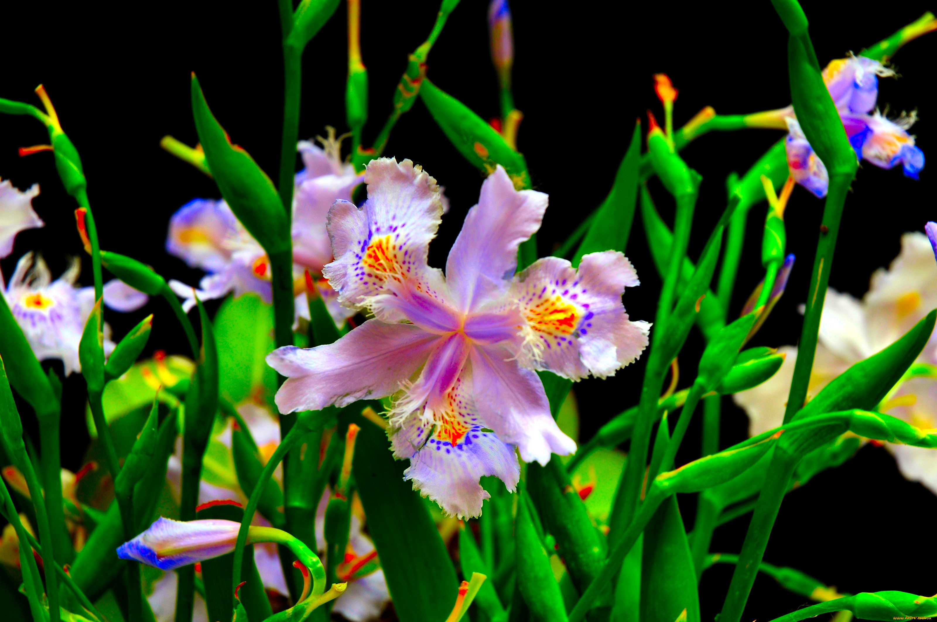 цветы, ирисы, сиреневый