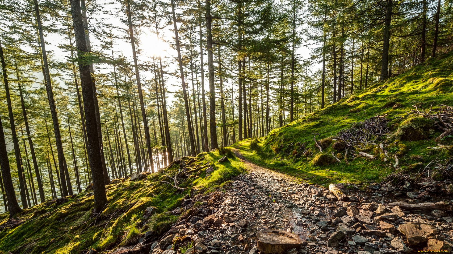 природа, лес, деревья