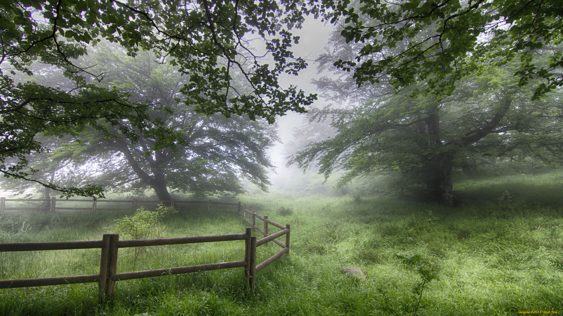 природа, лес, деревья