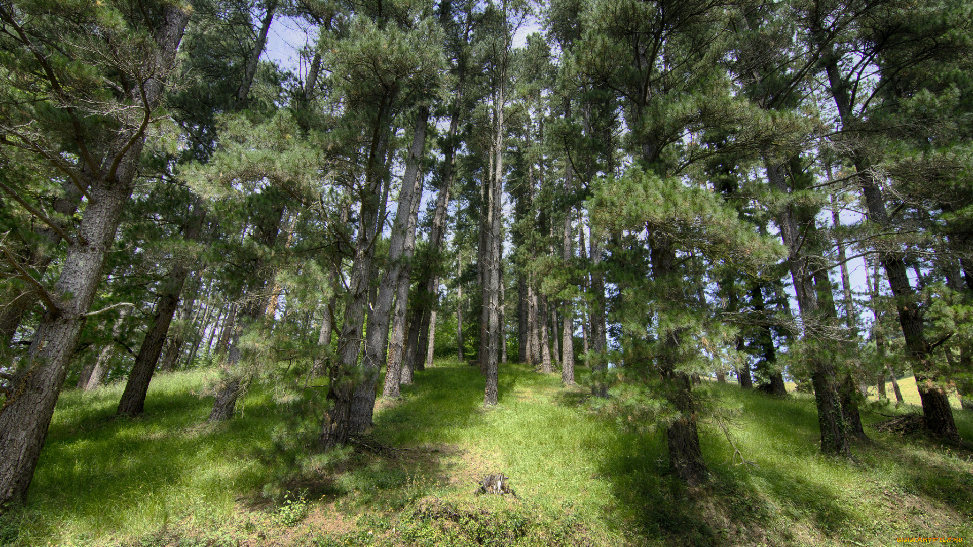 природа, лес, деревья