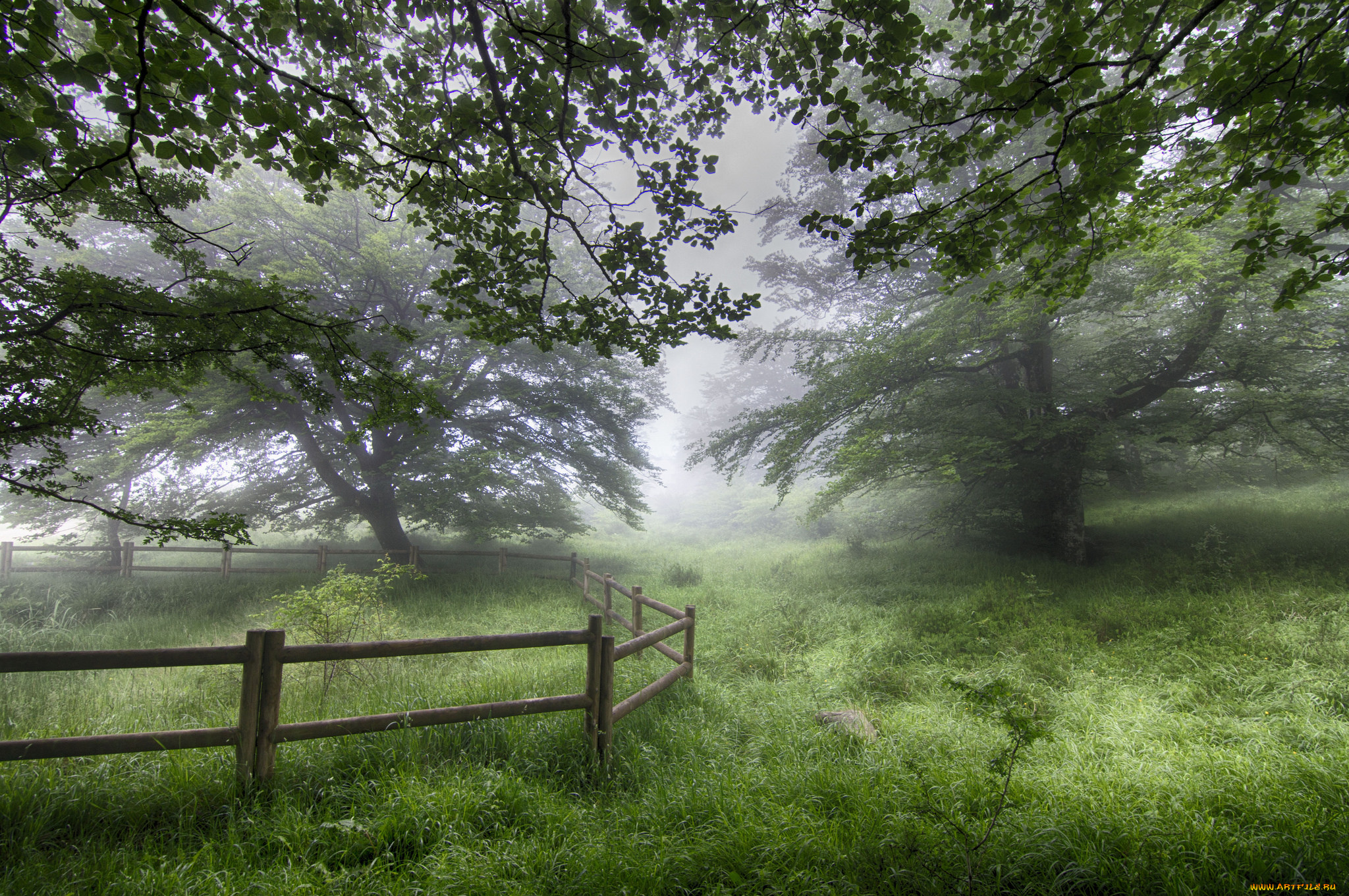природа, лес, деревья