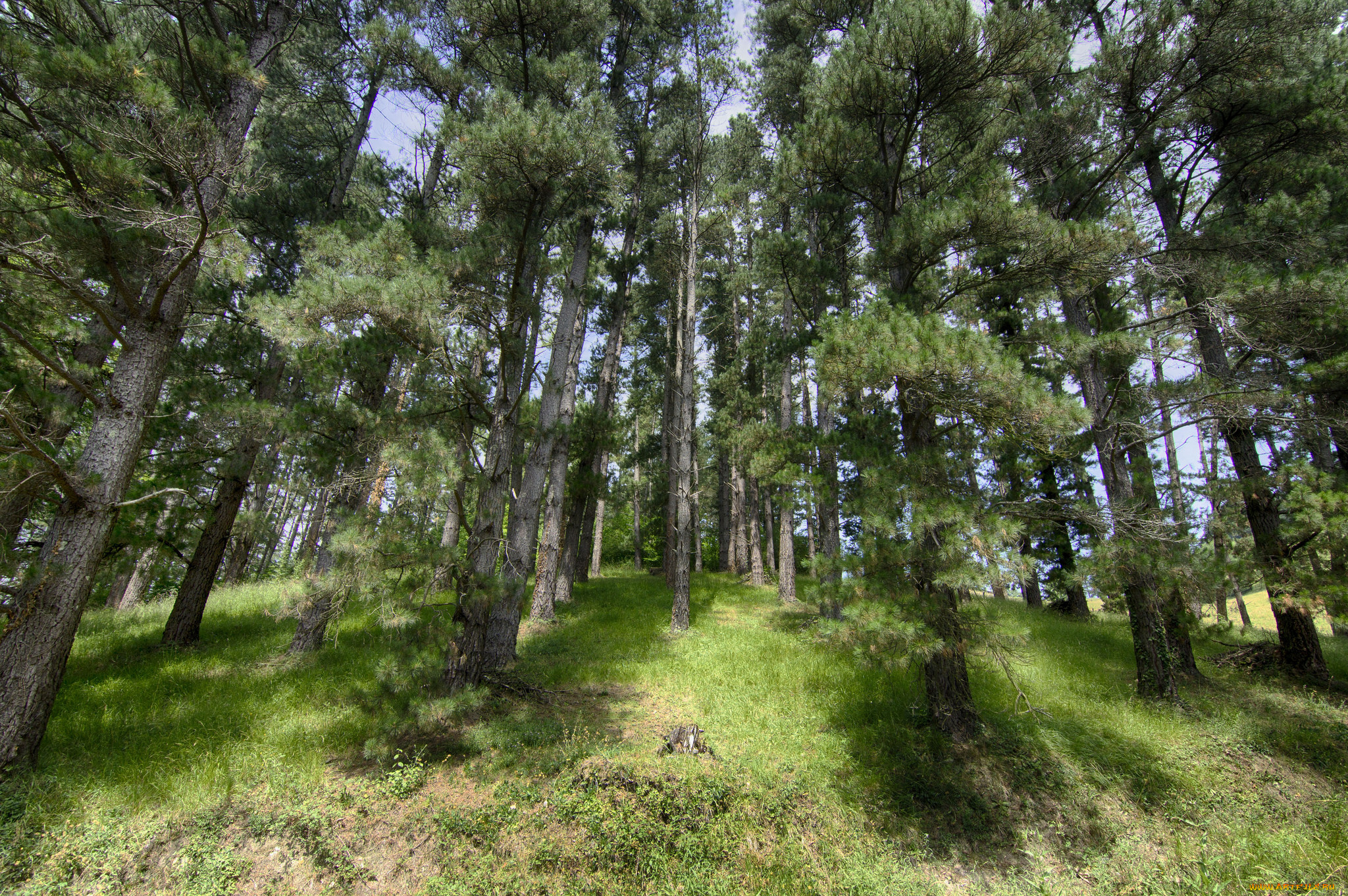 природа, лес, деревья