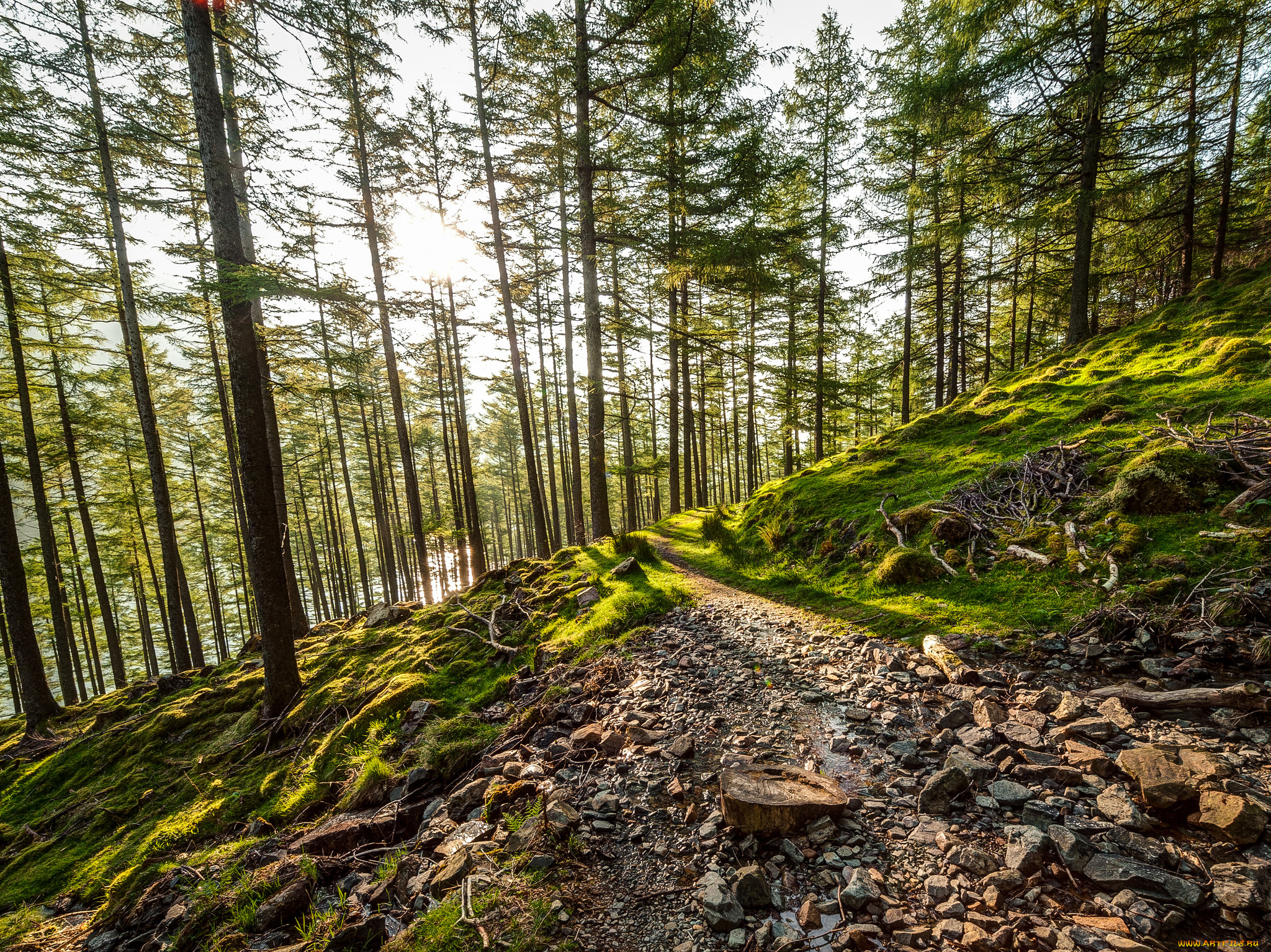 природа, лес, деревья