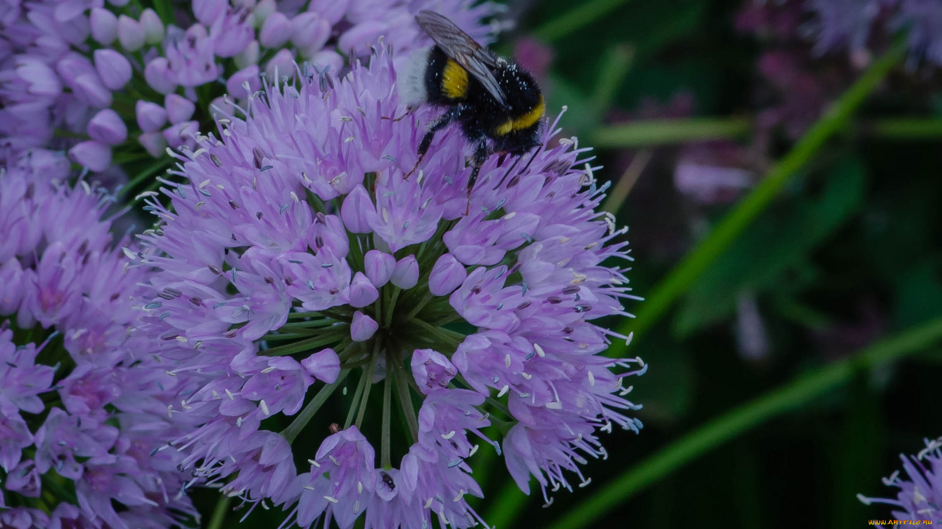 цветы, аллиум, , декоративный, лук, лук