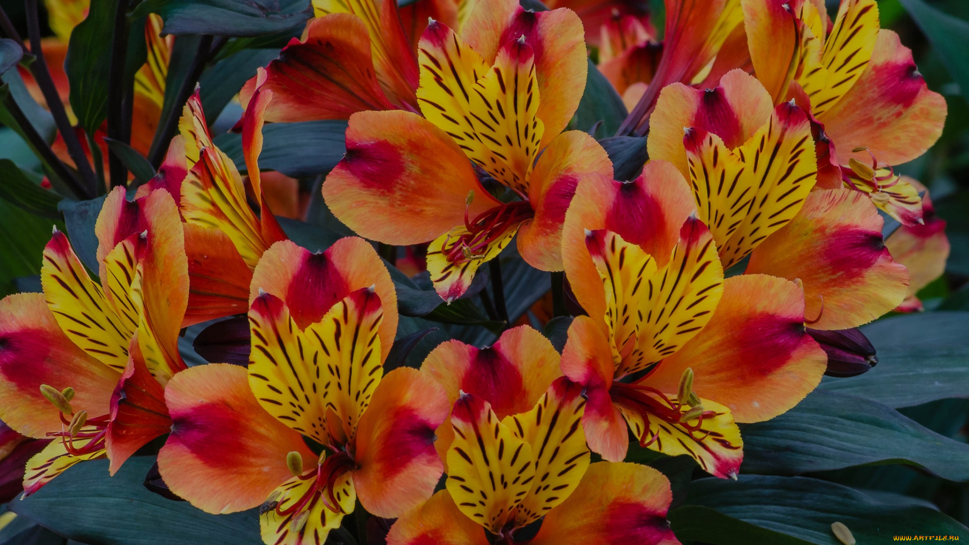 цветы, альстромерия, оранжевые