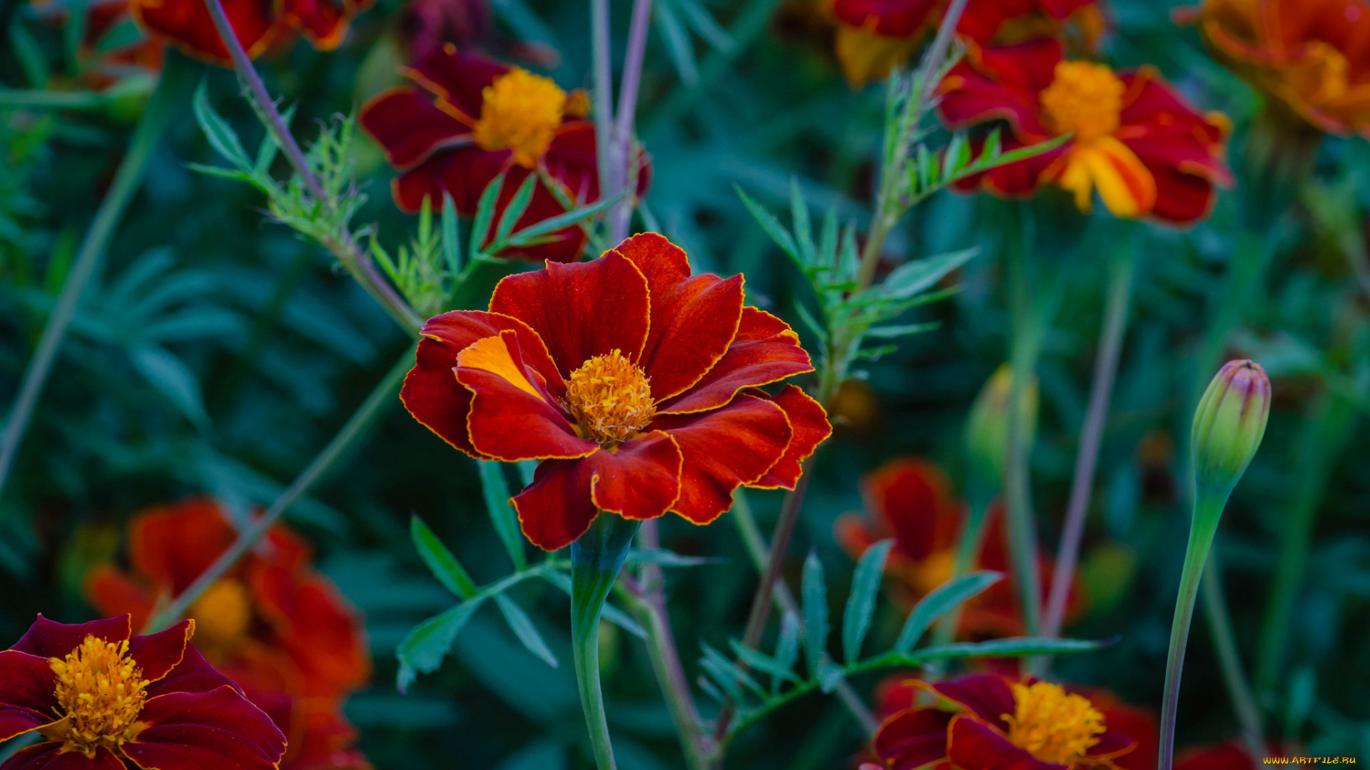 цветы, бархатцы, бархацы