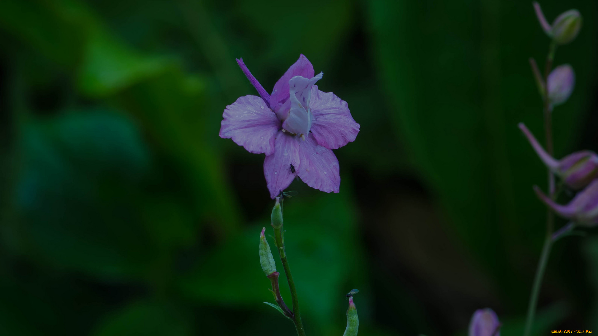 цветы, дельфиниум, макро