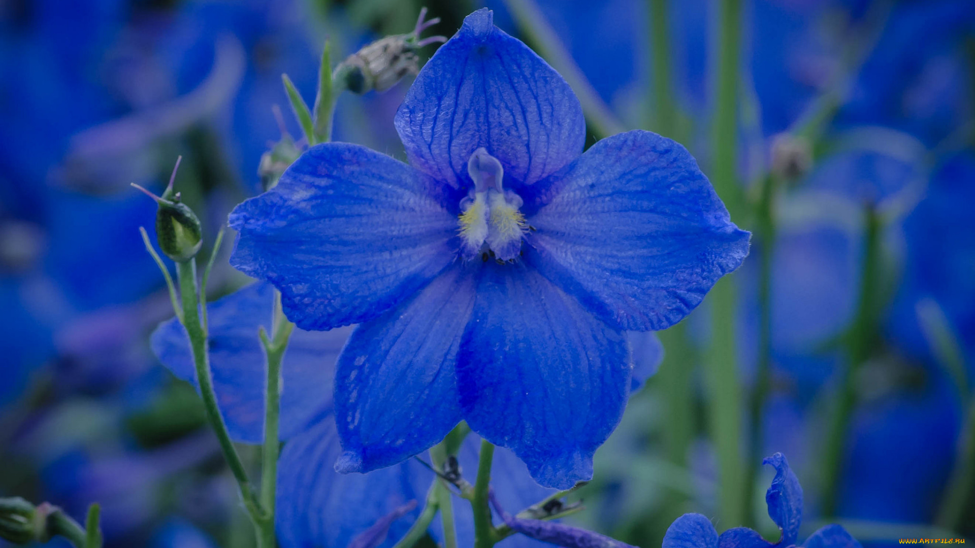 цветы, дельфиниум, синий
