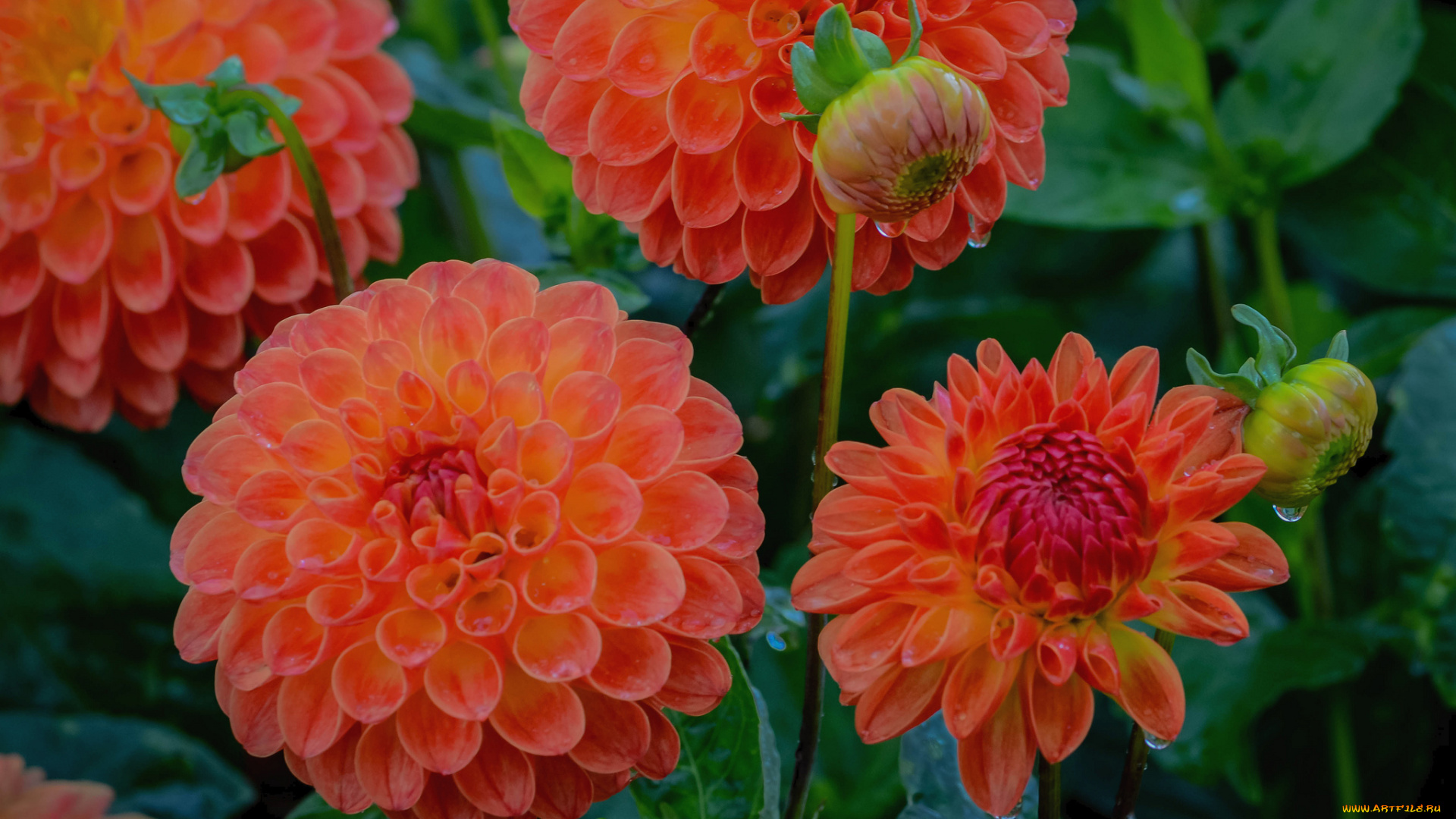 цветы, георгины