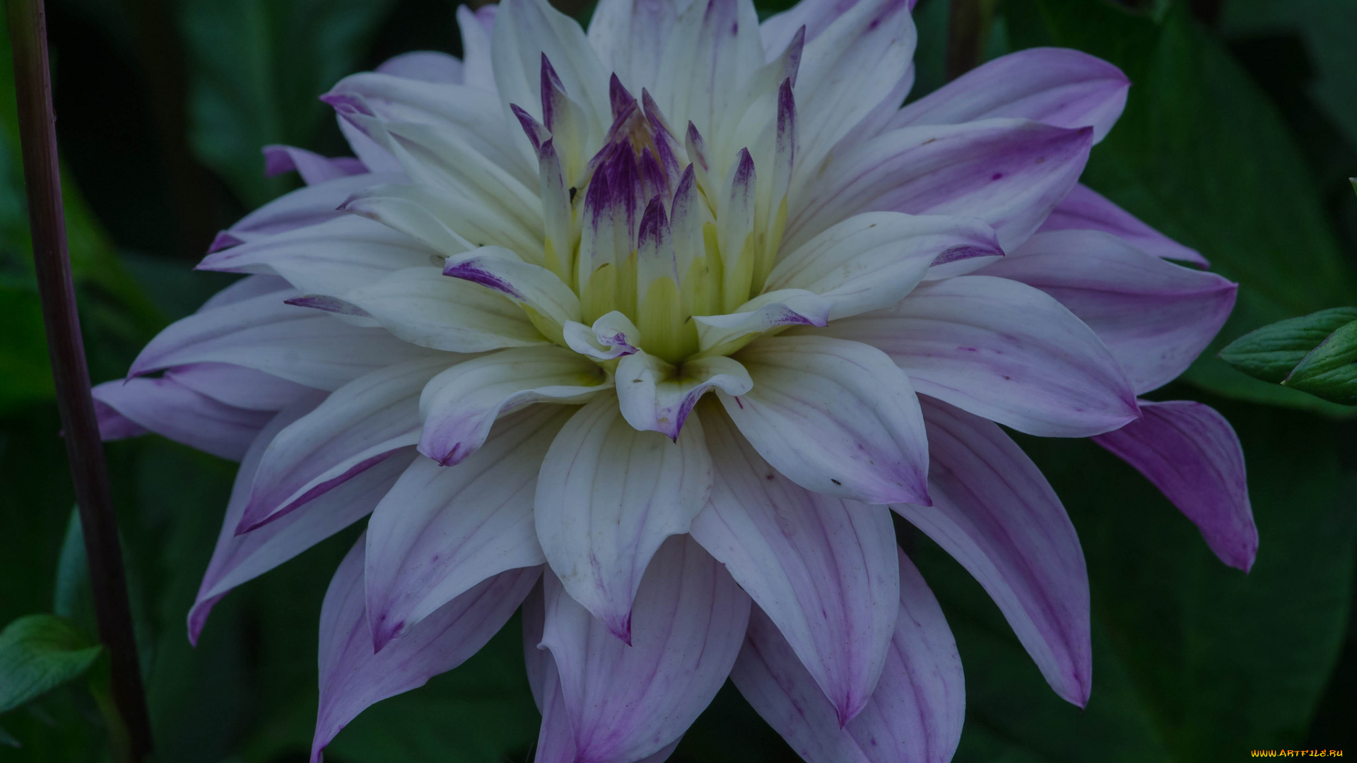 цветы, георгины, георгина