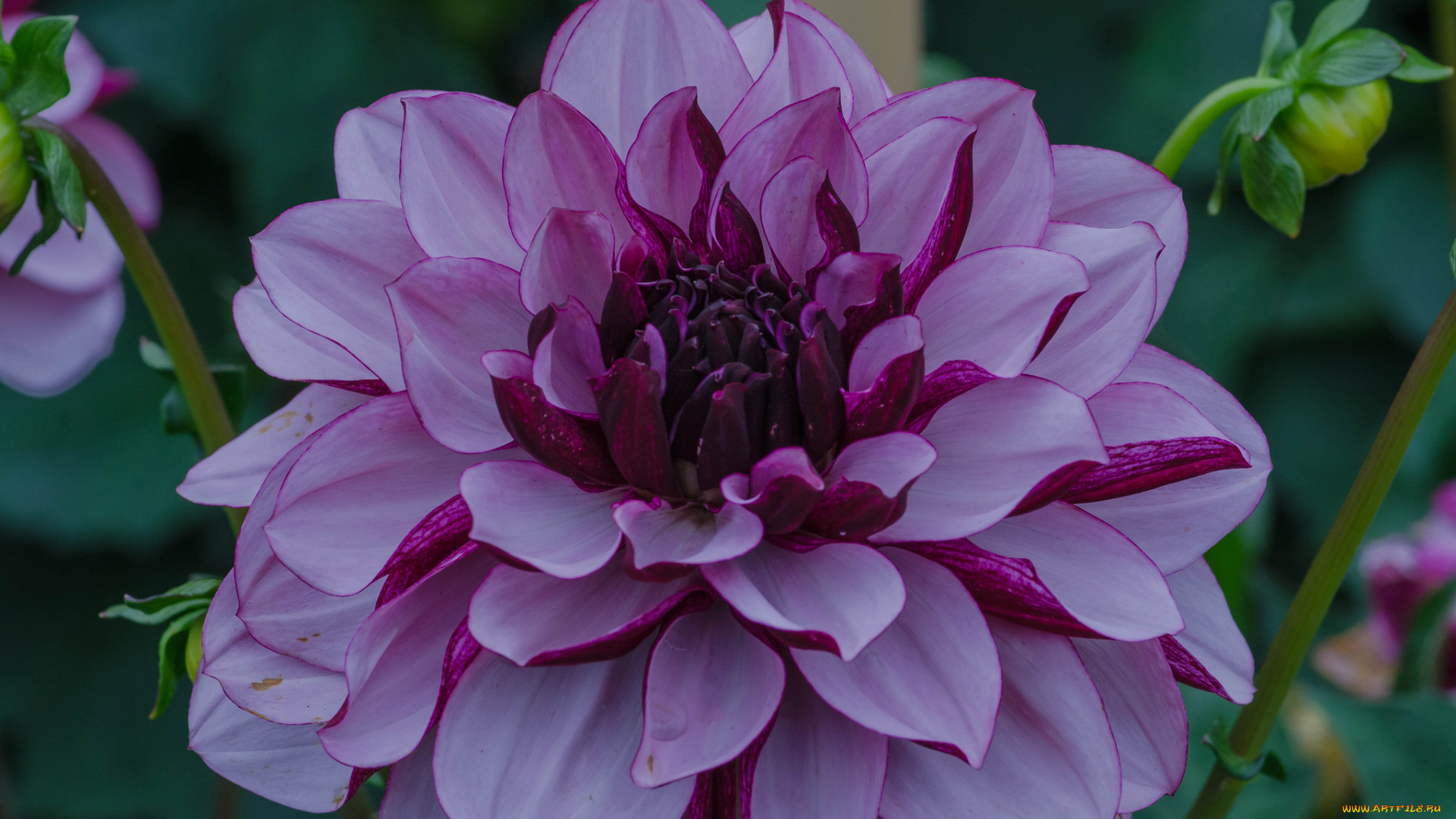 цветы, георгины, георгина