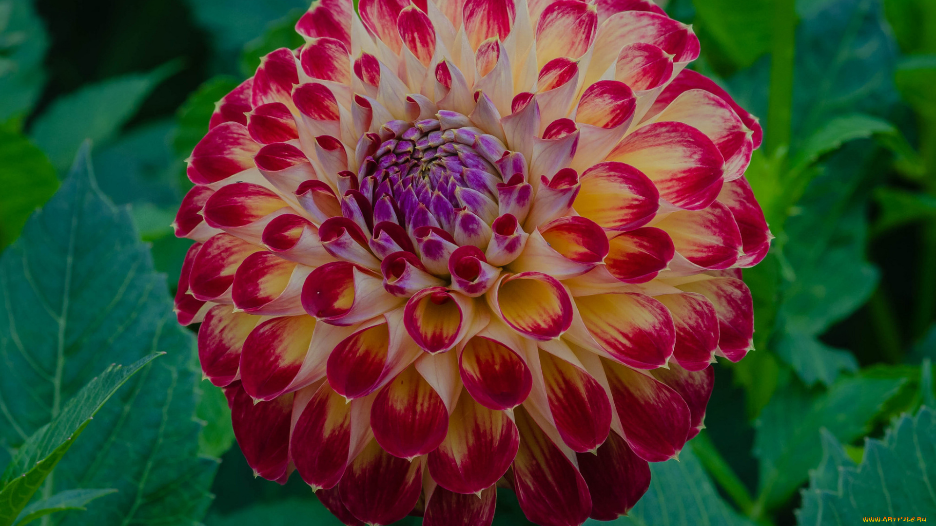 цветы, георгины, георгина