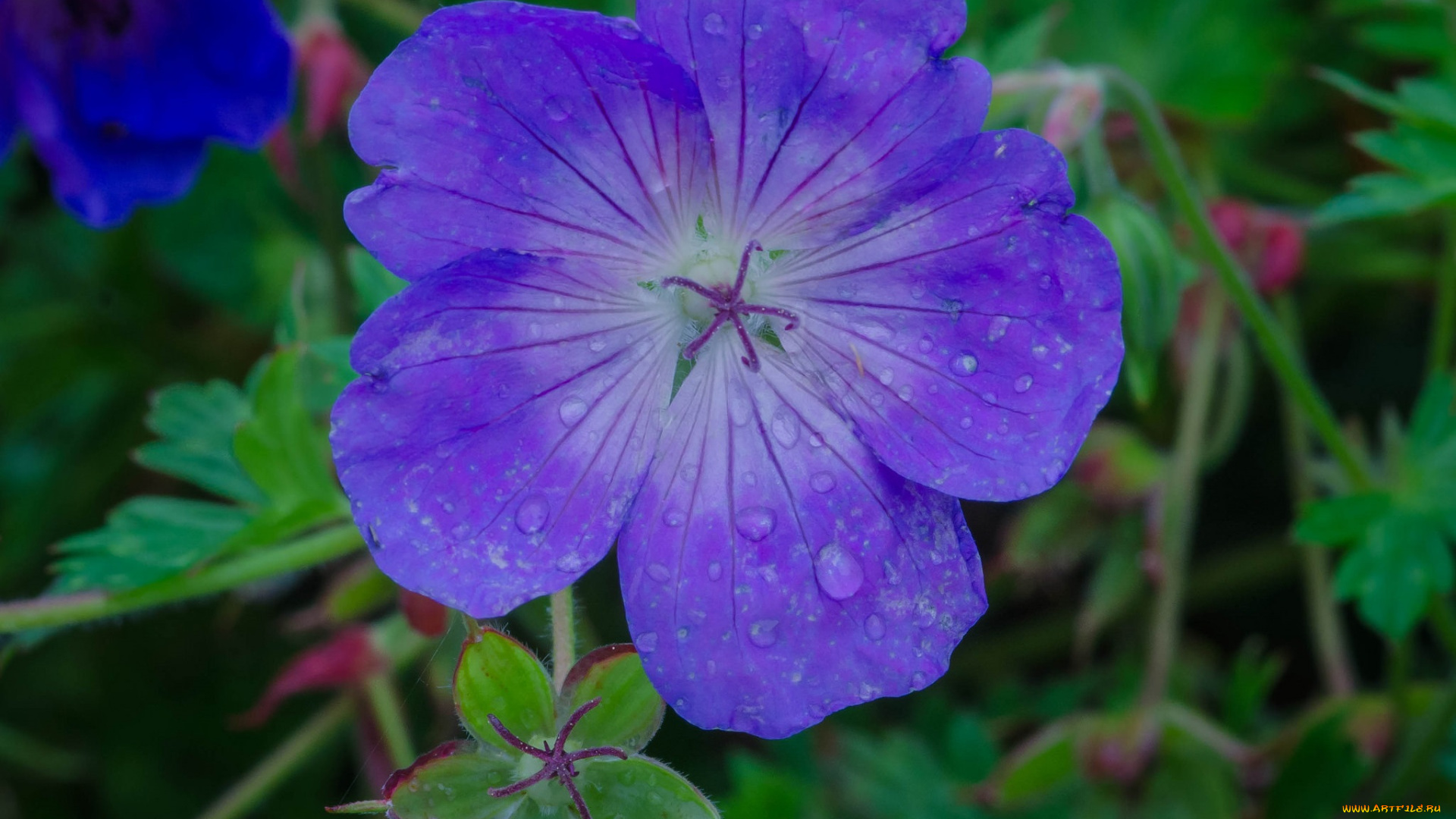 цветы, герань, макро