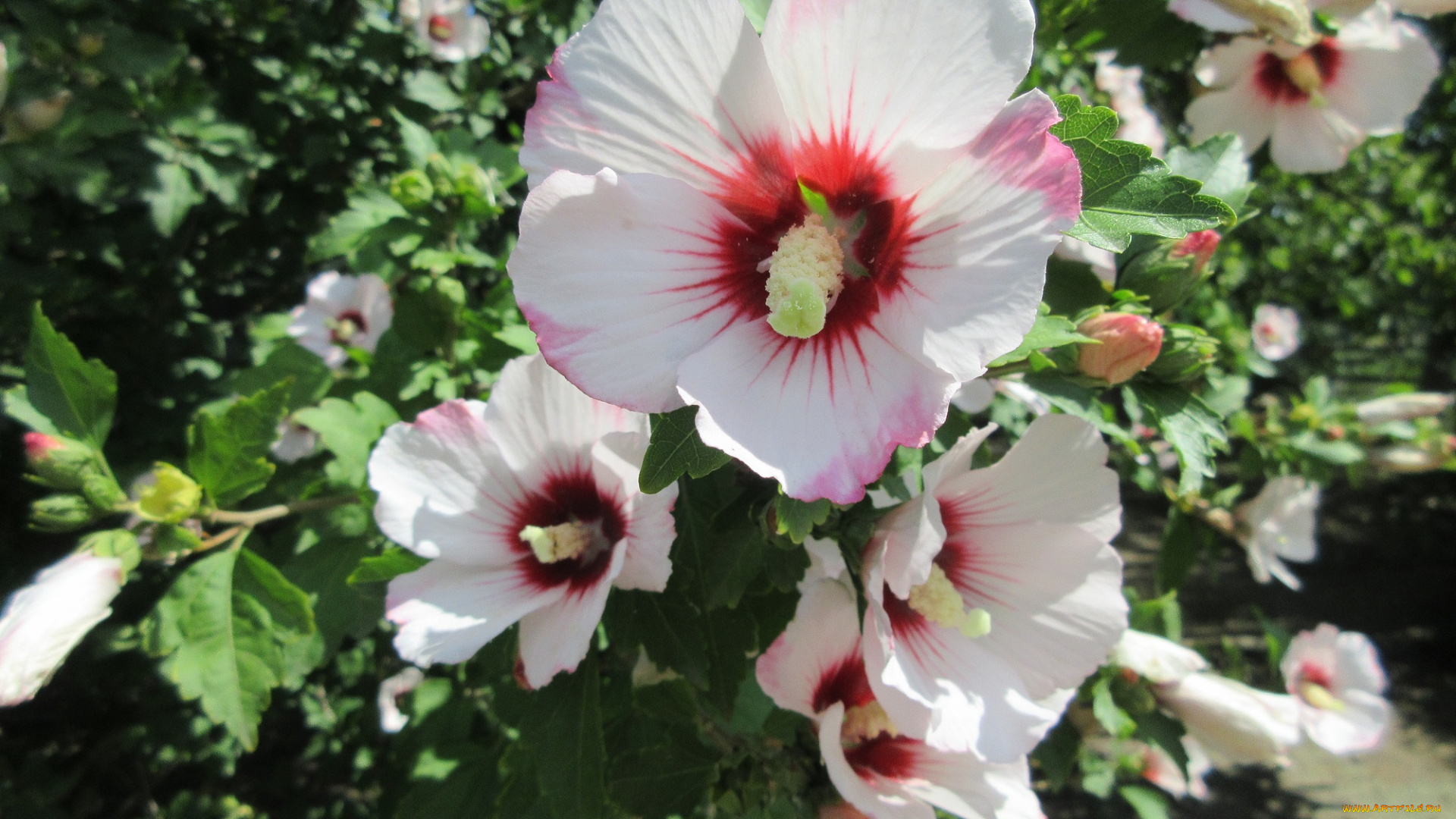 цветы, гибискусы, гибискус, куст