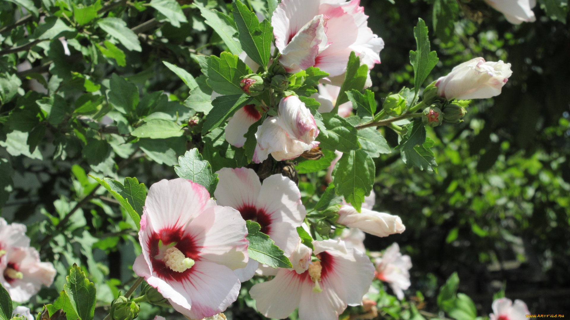 цветы, гибискусы, куст, гибискус