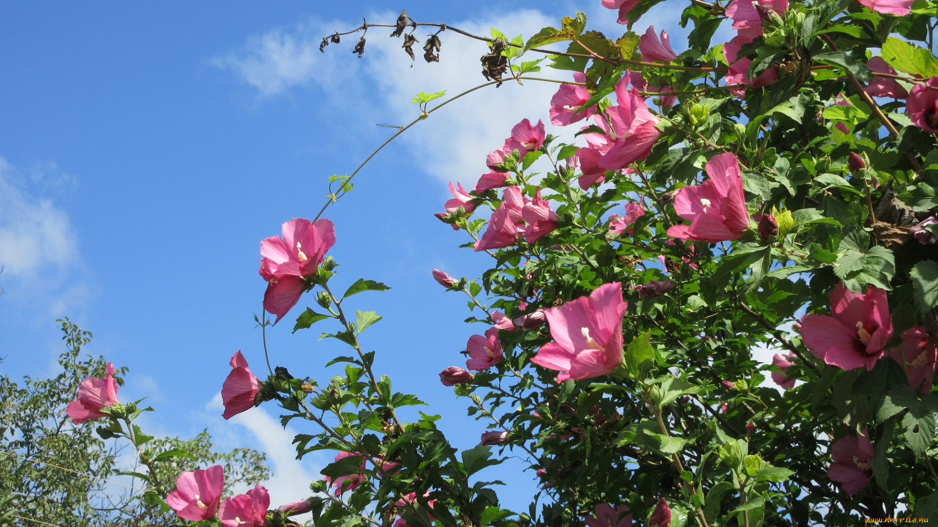 цветы, гибискусы, куст, розовые