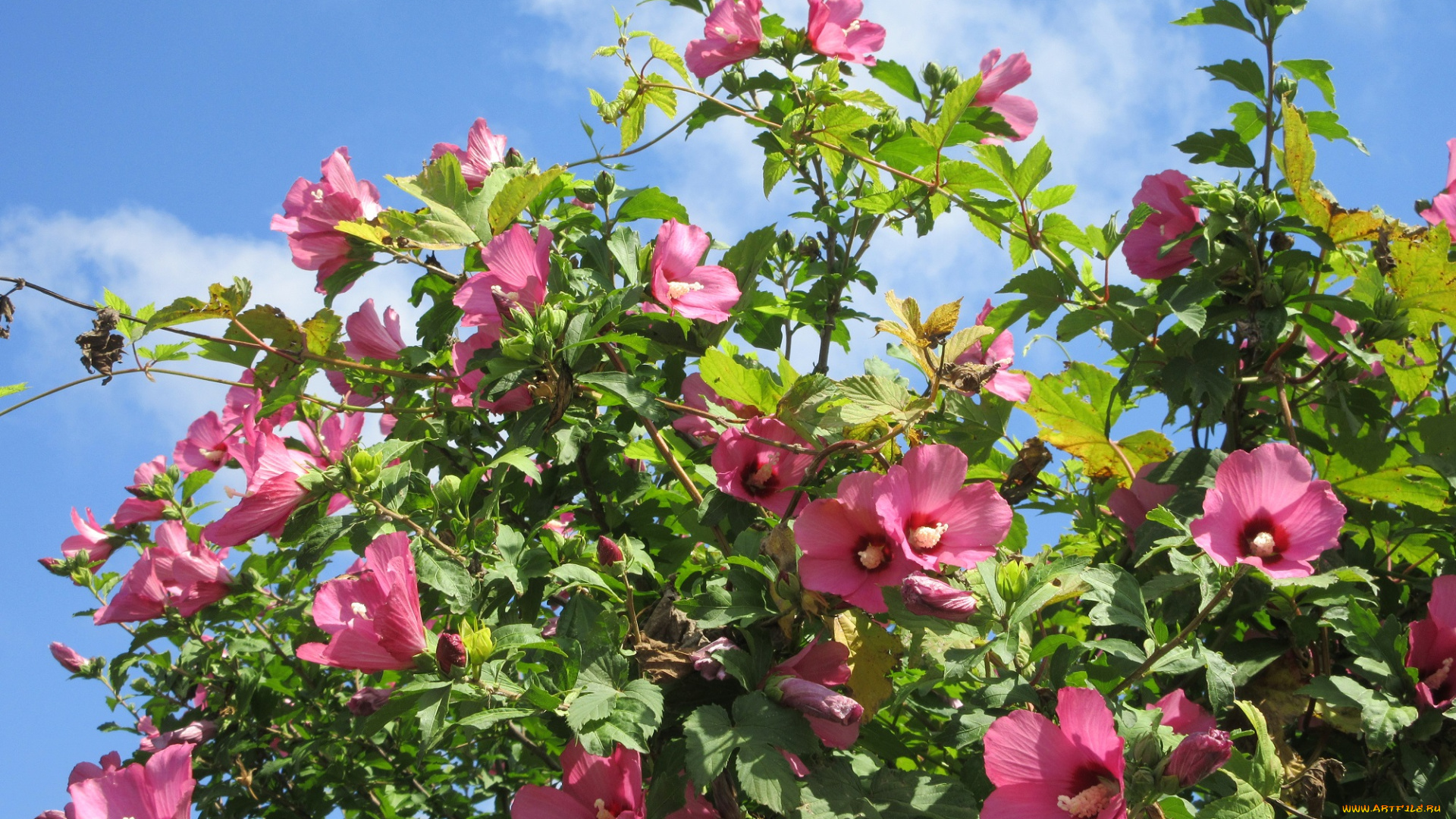 цветы, гибискусы, розовые, куст