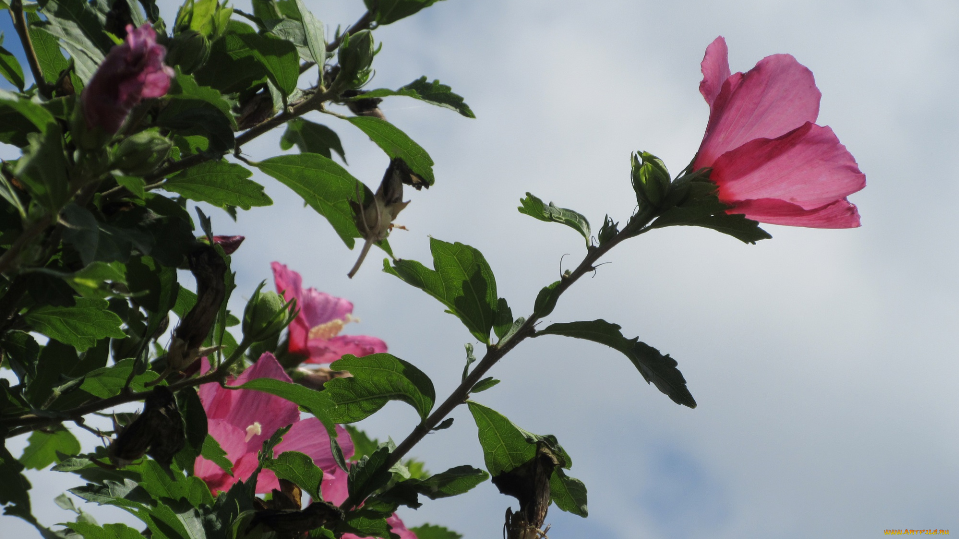 цветы, гибискусы, розовые, куст