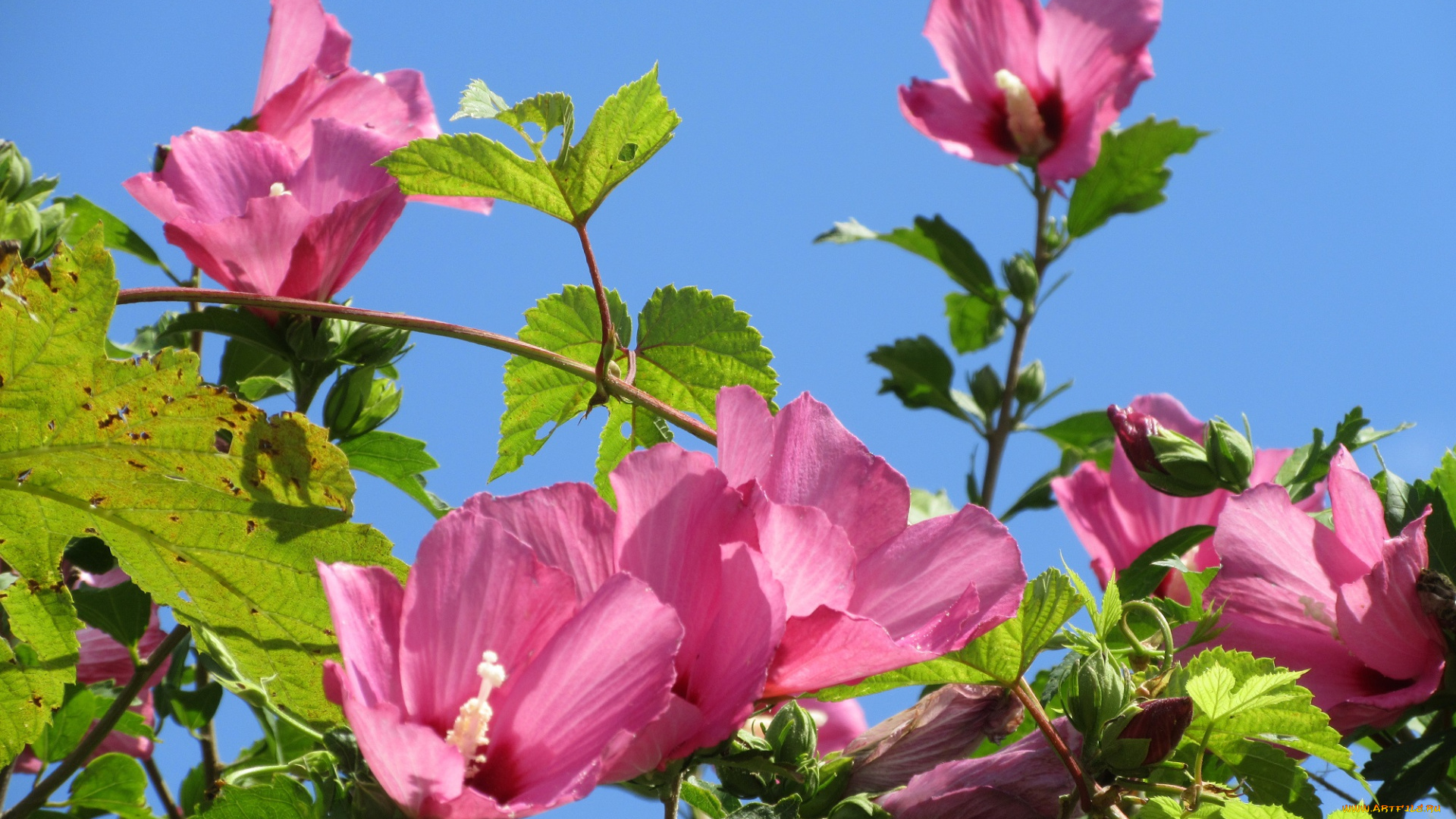 цветы, гибискусы, розовые, куст