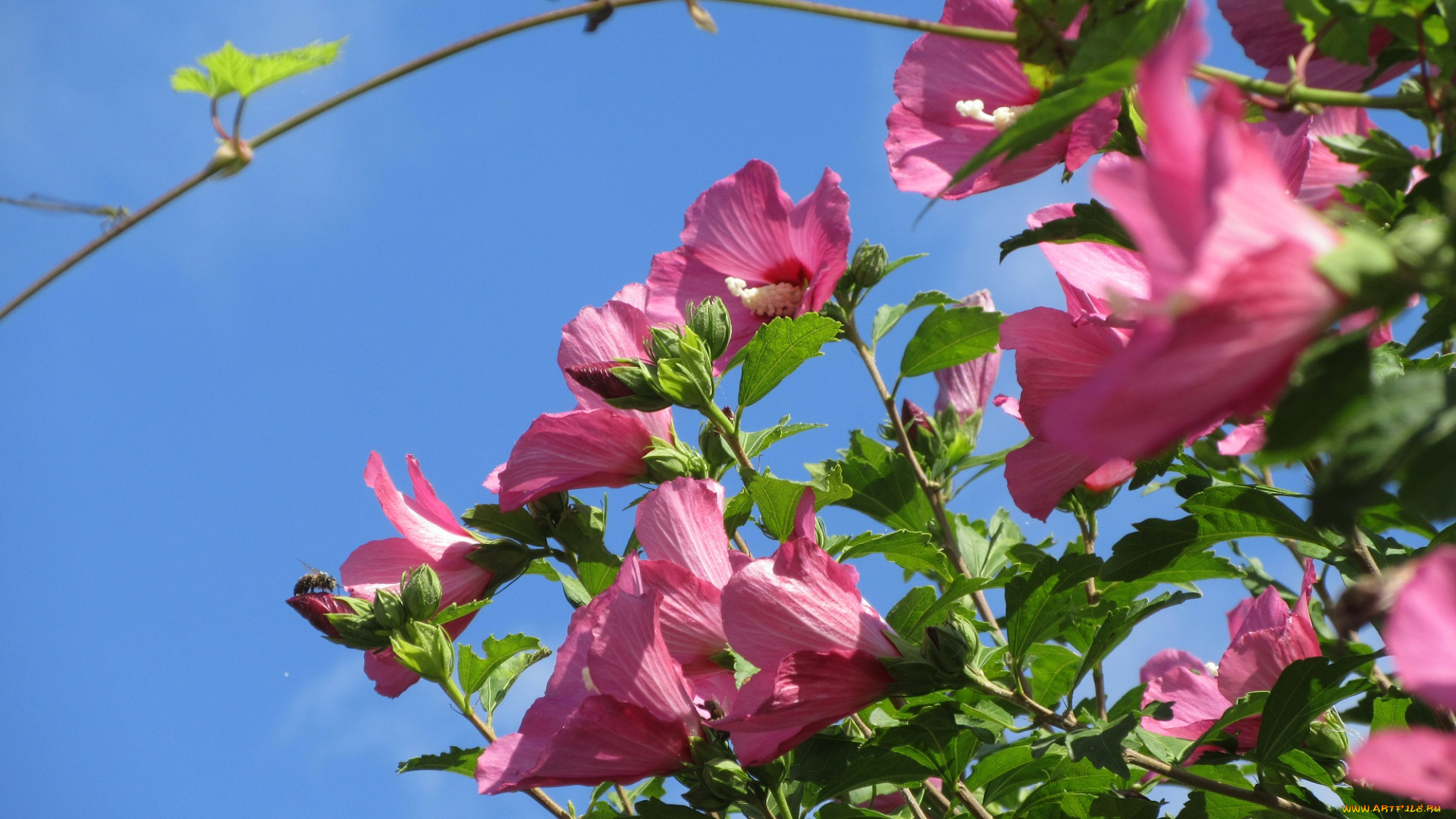 цветы, гибискусы, розовые, куст