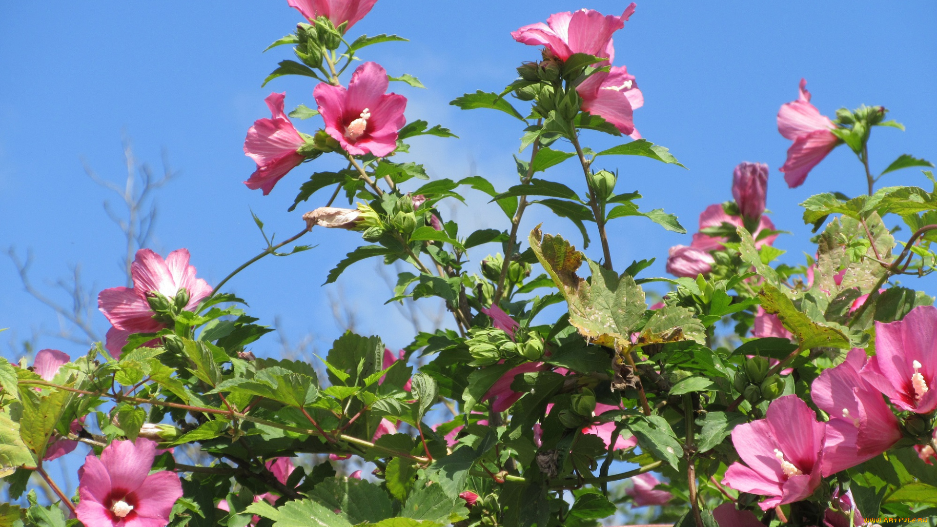 цветы, гибискусы, розовые, куст, гибискус