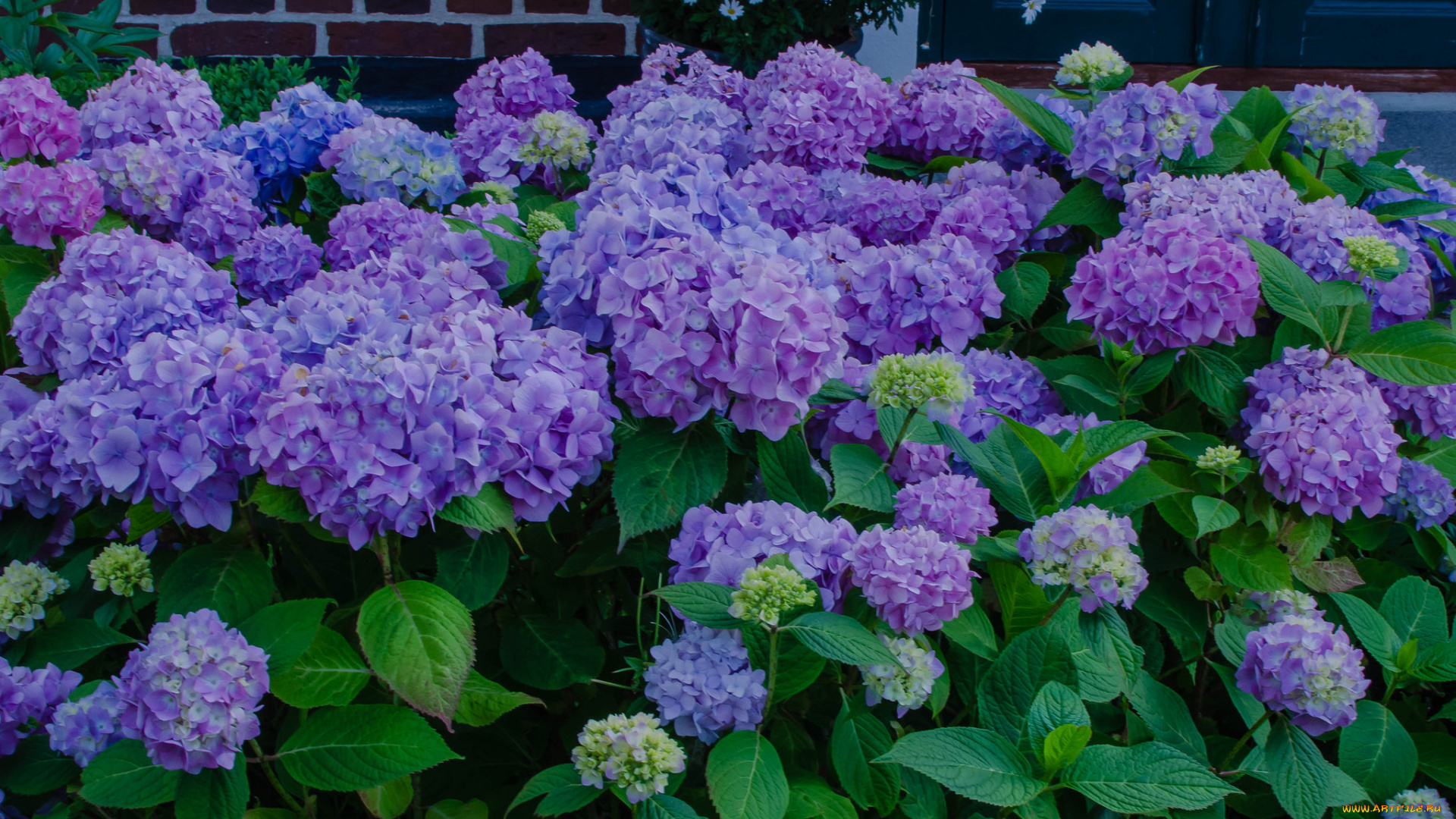 цветы, гортензия