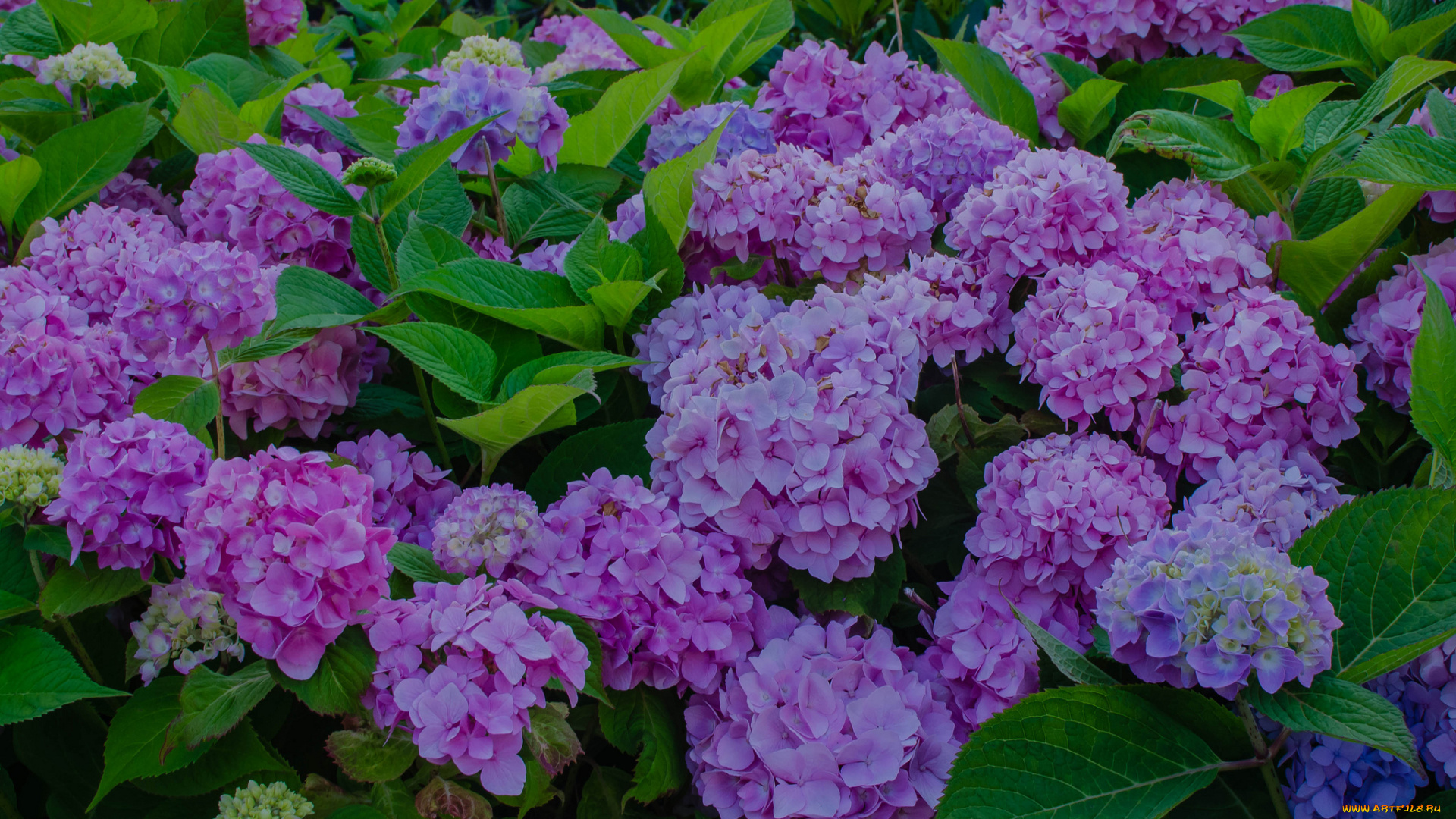 цветы, гортензия, куст