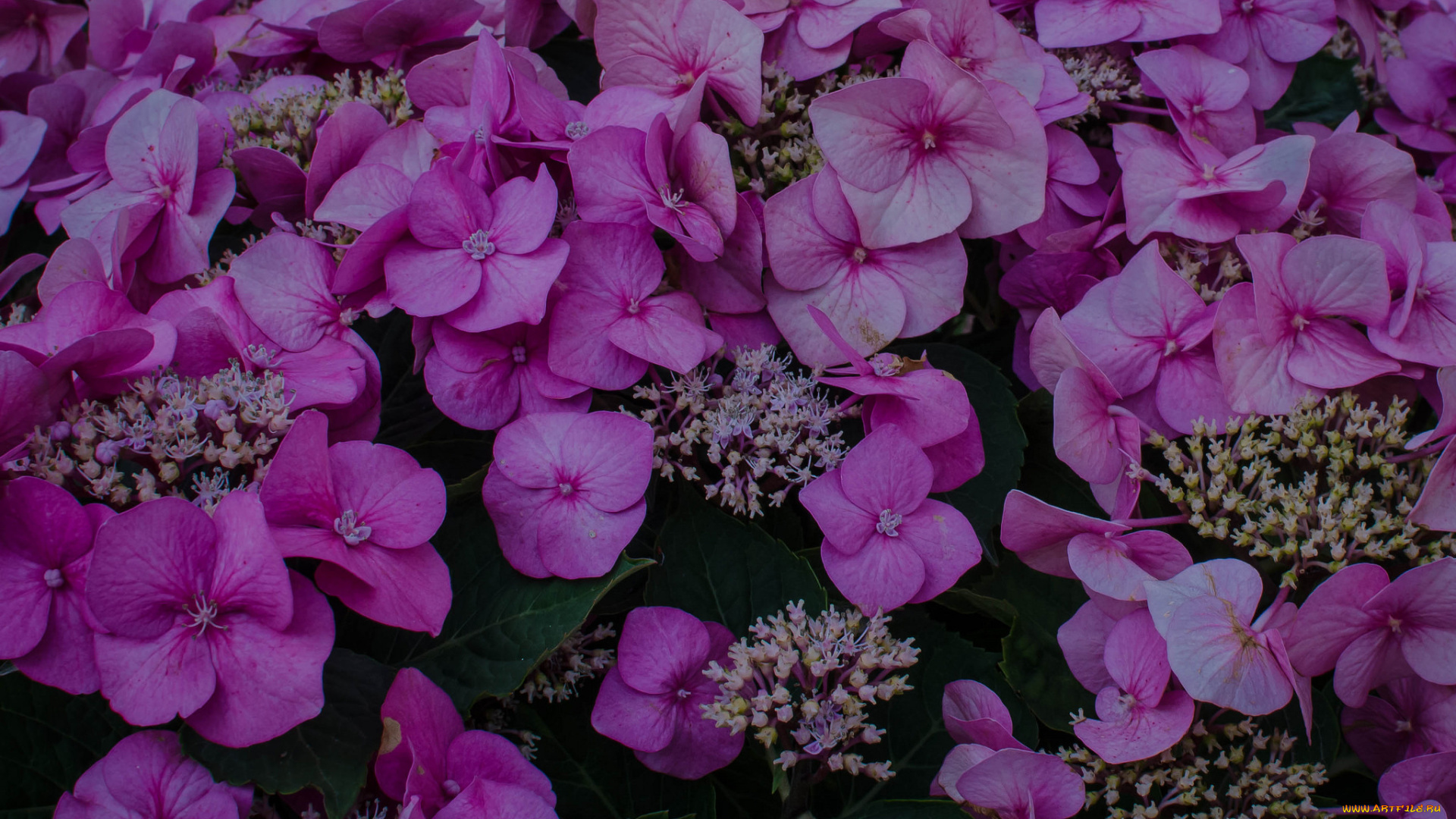 цветы, гортензия, макро