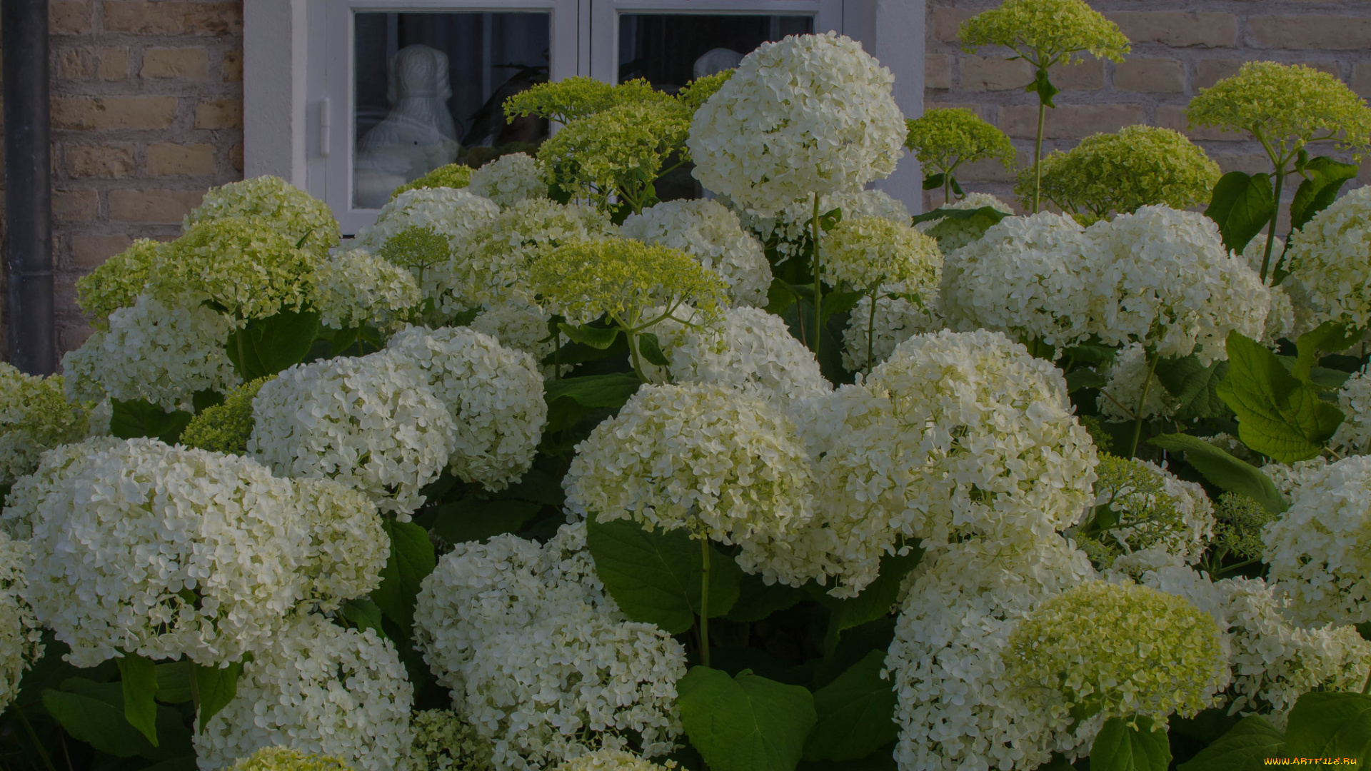 цветы, калина, , бульдонеж