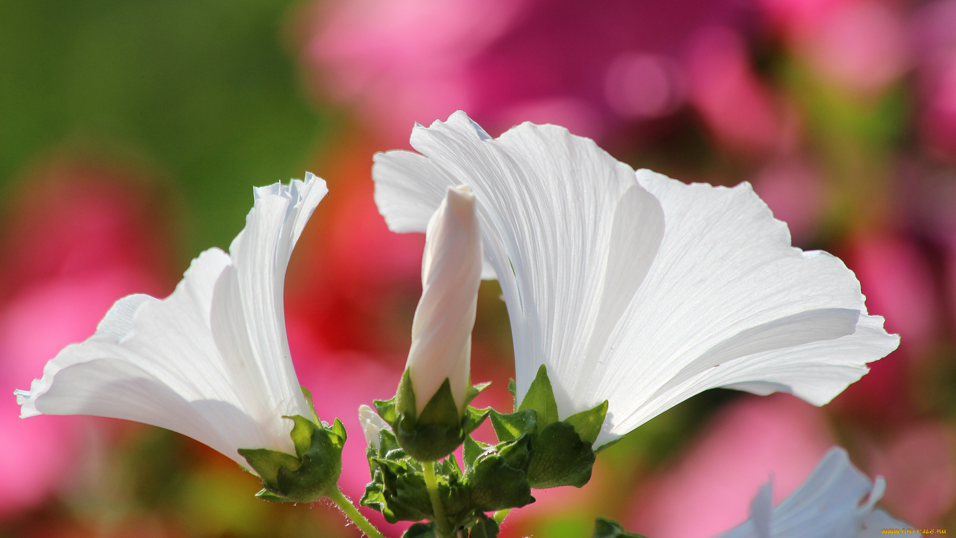 цветы, лаватера, лето, красота, дача, цветение, природа