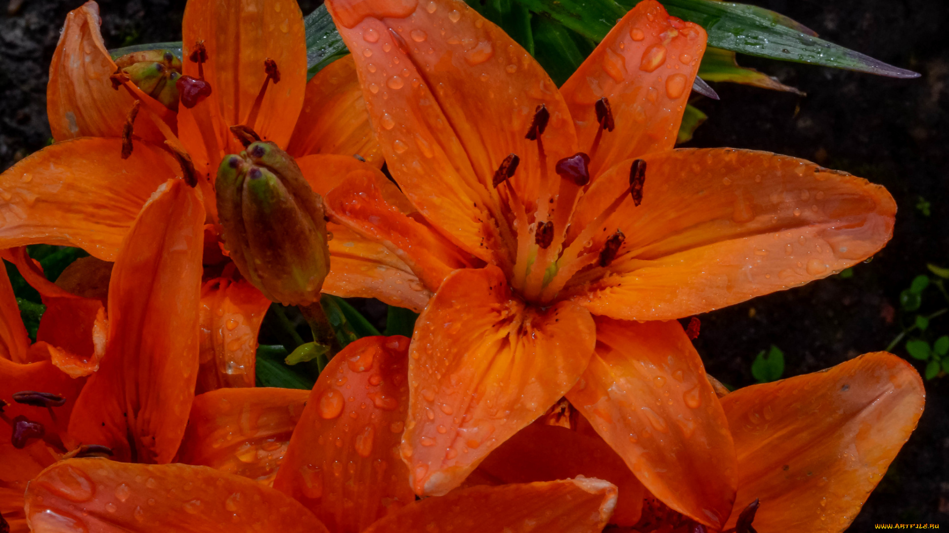 цветы, лилии, , лилейники