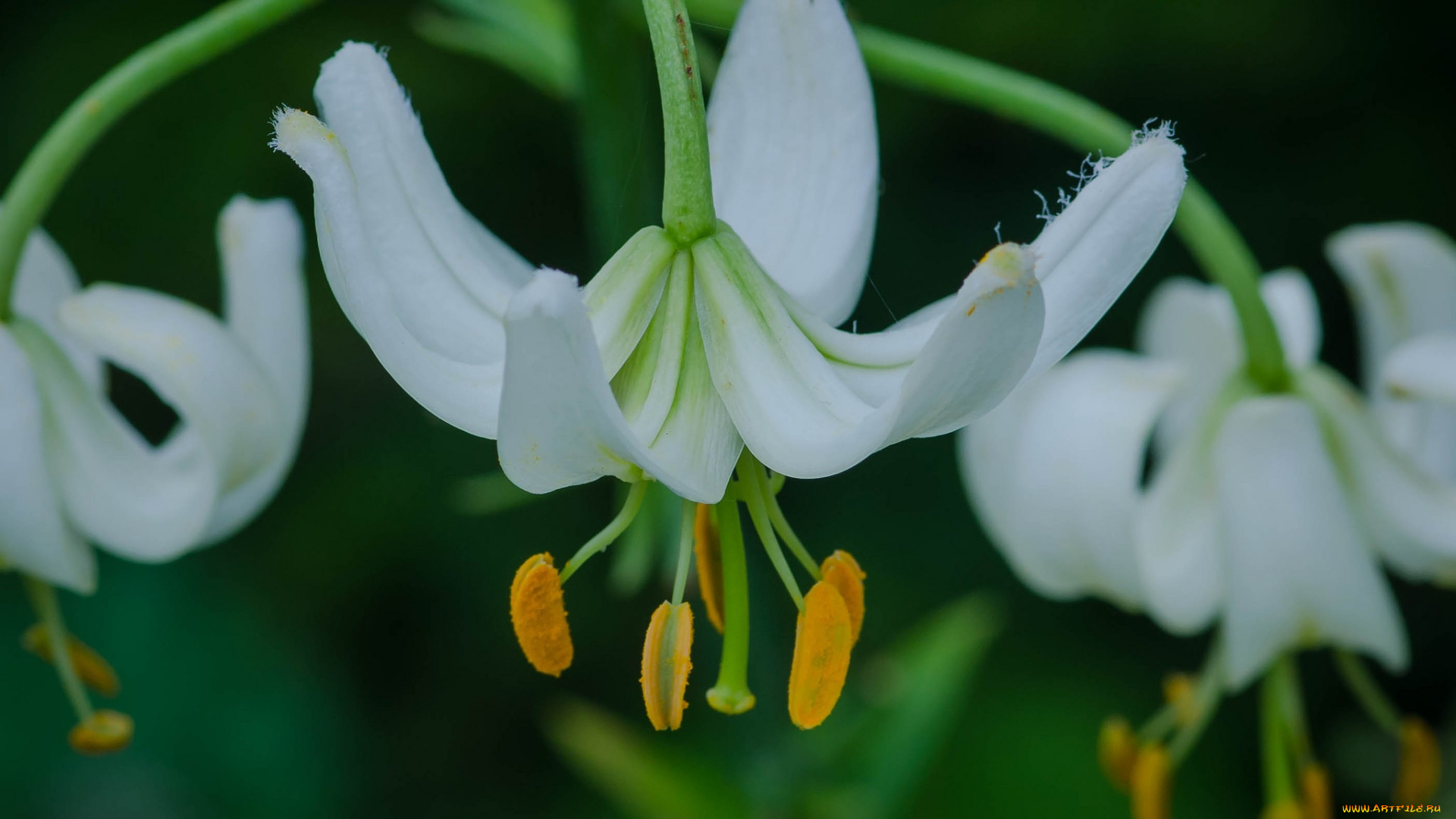 цветы, лилии, , лилейники, белые