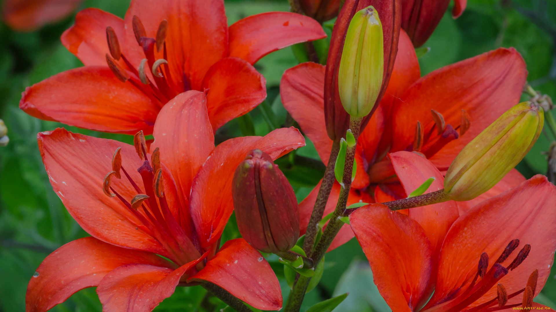 цветы, лилии, , лилейники, красные
