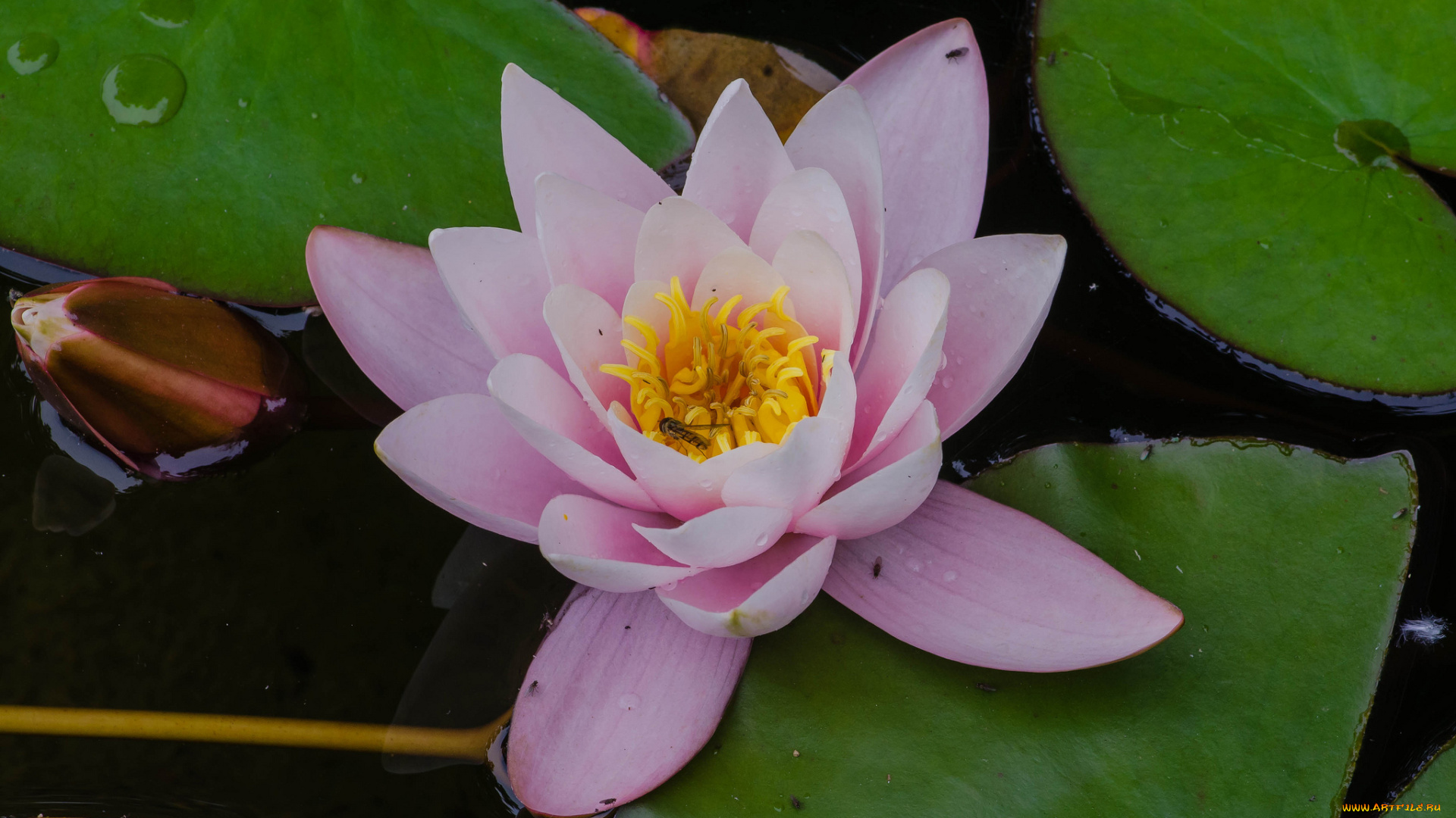 цветы, лилии, водяные, , нимфеи, , кувшинки, розовый